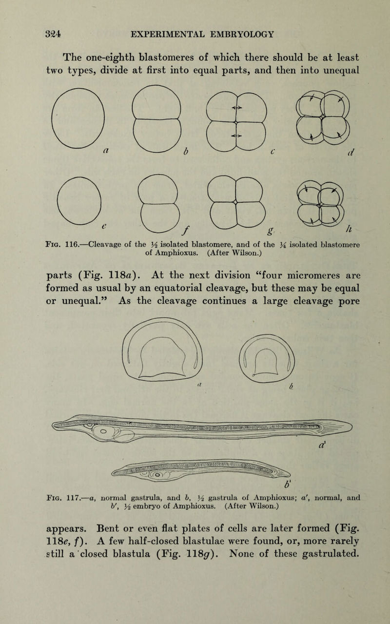 The one-eighth blastomeres of which there should be at least two types, divide at first into equal parts, and then into unequal of Amphioxus. (After Wilson.) parts (Fig. 118a). At the next division “four micromeres are formed as usual by an equatorial cleavage, but these may be equal or unequal.” As the cleavage continues a large cleavage pore Fig. 117.—a, normal gastrula, and 6, gastrula of Amphioxus; a', normal, and b', y2 embryo of Amphioxus. (After Wilson.) appears. Bent or even flat plates of cells are later formed (Fig. 118a, f). A few half-closed blastulae were found, or, more rarely still a closed blastula (Fig. 118gr). None of these gastrulated.