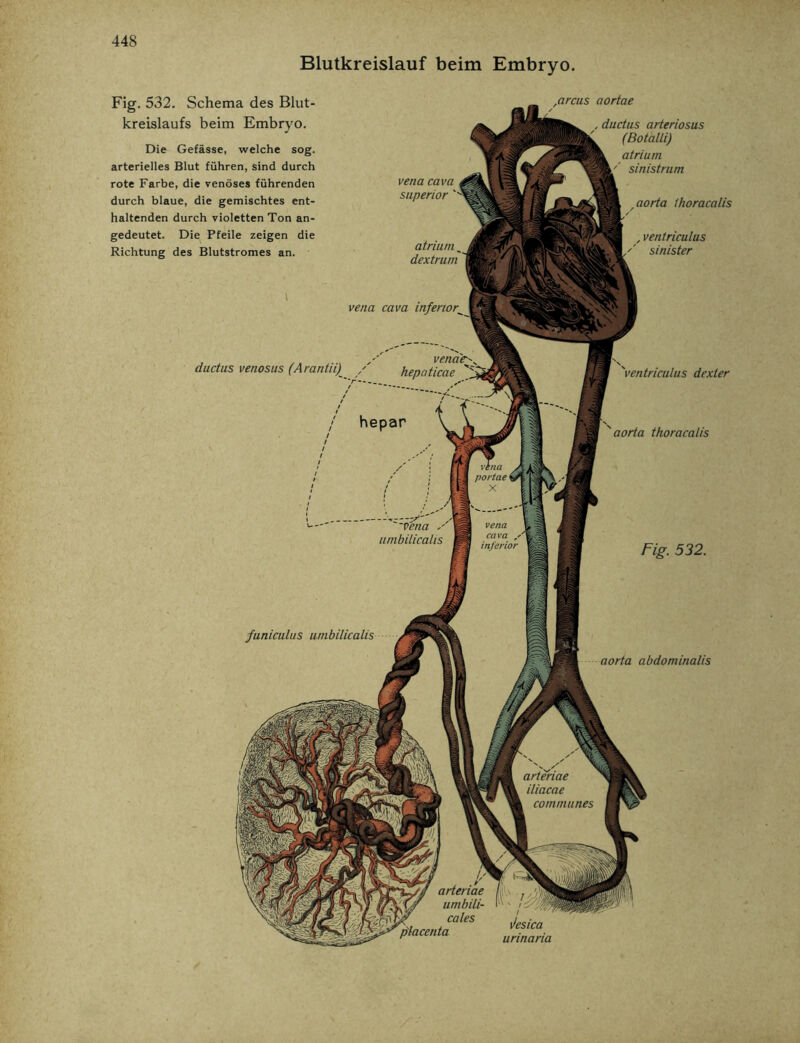 Blutkreislauf beim Embryo. vena portae vena cava inferior arteriae iliacae i communes arteriae umbili- cales place nt a Fig. 532. Schema des Blut- kreislaufs beim Embryo. Die Gefässe, welche sog. arterielles Blut führen, sind durch rote Farbe, die venöses führenden durch blaue, die gemischtes ent- haltenden durch violetten Ton an- gedeutet. Die Pfeile zeigen die Richtung des Blutstromes an. arcus aortae vena cava Superior s vena cava inferior, , , .. .... venae-^ ductus venosus (Arantii) / hepaticae c‘ atrium, dextrum / hepar Vena s umbilicalis , ductus arteriosus (Botalli) atrium sinistrum aorta thoracalis itob , ventriculus sinister 'ventriculus dexter ' aorta thoracalis funiculus umbilicalis Fig. 532. aorta abdominalis ilesica urinaria