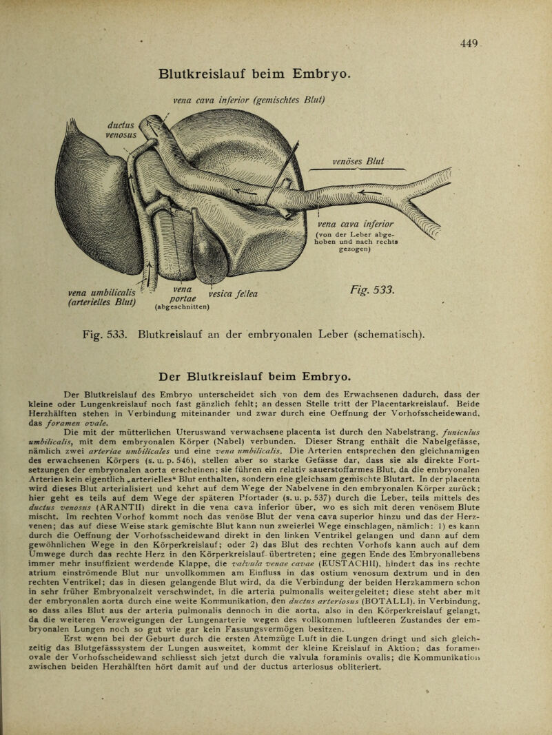 Blutkreislauf beim Embryo. vena cava inferior (gemischtes Blut) ductus venosus nirrt»'- venöses Blut vena cava inferior (von der Leber abge- hoben und nach rechts gezogen) Fig. 533. vena umbilicalis (arterielles Blut) vena portae (abgeschnitten) vesica fellea Fig. 533. Blutkreislauf an der embryonalen Leber (schematisch). Der Blutkreislauf beim Embryo. Der Blutkreislauf des Embryo unterscheidet sich von dem des Erwachsenen dadurch, dass der kleine oder Lungenkreislauf noch fast gänzlich fehlt; an dessen Stelle tritt der Placentarkreislauf. Beide Herzhälften stehen in Verbindung miteinander und zwar durch eine Oeffnung der Vorhofsscheidewand, das foramen ovale. Die mit der mütterlichen Uteruswand verwachsene placenta ist durch den Nabelstrang, funictdus umbilicalis, mit dem embryonalen Körper (Nabel) verbunden. Dieser Strang enthält die Nabelgefässe, nämlich zwei arteriae nmbilicales und eine vena umbilicalis. Die Arterien entsprechen den gleichnamigen des erwachsenen Körpers (s. u. p. 546), stellen aber so starke Gefässe dar, dass sie als direkte Fort- setzungen der embryonalen aorta erscheinen; sie führen ein relativ sauerstoffarmes Blut, da die embryonalen Arterien kein eigentlich rarteriellesu Blut enthalten, sondern eine gleichsam gemischte Blutart. In der placenta wird dieses Blut arterialisiert und kehrt auf dem Wege der Nabelvene in den embryonalen Körper zurück; hier geht es teils auf dem Wege der späteren Pfortader (s. u. p. 537) durch die Leber, teils mittels des ductus venosus (ARANTII) direkt in die vena cava inferior über, wo es sich mit deren venösem Blute mischt. Im rechten Vorhof kommt noch das venöse Blut der vena cava superior hinzu und das der Herz- venen; das auf diese Weise stark gemischte Blut kann nun zweierlei Wege einschlagen, nämlich; 1) es kann durch die Oeffnung der Vorhofsscheidewand direkt in den linken Ventrikel gelangen und dann auf dem gewöhnlichen Wege in den Körperkreislauf; oder 2) das Blut des rechten Vorhofs kann auch auf dem Umwege durch das rechte Herz in den Körperkreislauf übertreten; eine gegen Ende des Embryonallebens immer mehr insuffizient werdende Klappe, die valvula venae cavae (EUSTACH1I), hindert das ins rechte atrium einströmende Blut nur unvollkommen am Einfluss in das ostium venosum dextrum und in den rechten Ventrikel; das in diesen gelangende Blut wird, da die Verbindung der beiden Herzkammern schon in sehr früher Embryonalzeit verschwindet, in die arteria pulmonalis weitergeleitet; diese steht aber mit der embryonalen aorta durch eine weite Kommunikation, den ductus arteriosus (BOTALLI). in Verbindung, so dass alles Blut aus der arteria pulmonalis dennoch in die aorta, also in den Körperkreislauf gelangt, da die weiteren Verzweigungen der Lungenarterie wegen des vollkommen luftleeren Zustandes der em- bryonalen Lungen noch so gut wie gar kein Fassungsvermögen besitzen. Erst wenn bei der Geburt durch die ersten Atemzüge Luft in die Lungen dringt und sich gleich- zeitig das Blutgefässsystem der Lungen ausweitet, kommt der kleine Kreislauf in Aktion; das foramen ovale der Vorhofsscheidewand schliesst sich jetzt durch die valvula foraminis ovalis; die Kommunikation zwischen beiden Herzhälften hört damit auf und der ductus arteriosus obliteriert.