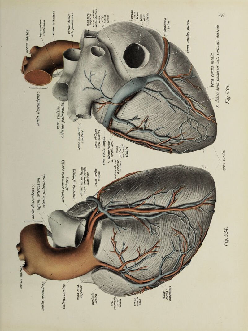 aorta ascendens $5 8-8 •»** s-a >> <o