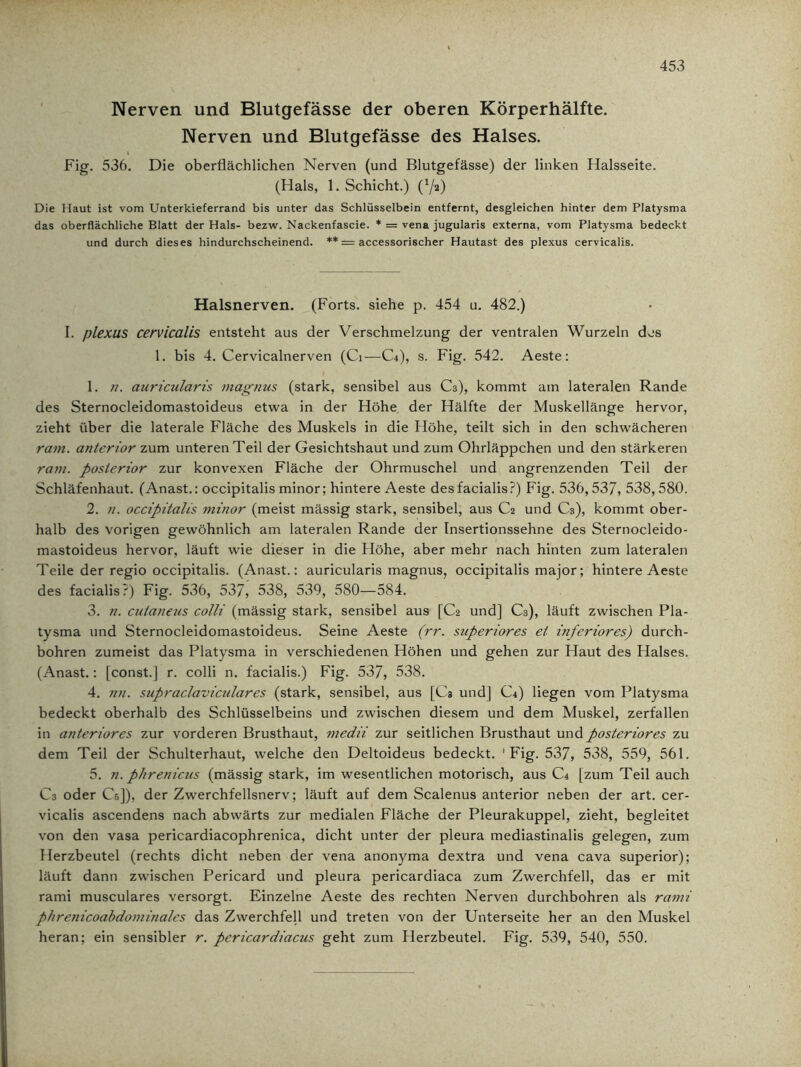 Nerven und Blutgefässe der oberen Körperhälfte. Nerven und Blutgefässe des Halses. Fig. 536. Die oberflächlichen Nerven (und Blutgefässe) der linken Halsseite. (Hals, 1. Schicht.) ('/t) Die Haut ist vom Unterkieferrand bis unter das Schlüsselbein entfernt, desgleichen hinter dem Platysma das oberflächliche Blatt der Hals- bezw. Nackenfascie. * = vena jugularis externa, vom Platysma bedeckt und durch dieses hindurchscheinend. ** — accessorischer Hautast des plexus cervicalis. Halsnerven. (Forts, siehe p. 454 u. 482.) I. plexus cervicalis entsteht aus der Verschmelzung der ventralen Wurzeln des 1. bis 4. Cervicalnerven (Ci—C4), s. Fig. 542. Aeste: 1. n. auricularis magnus (stark, sensibel aus C3), kommt am lateralen Rande des Sternocleidomastoideus etwa in der Höhe, der Hälfte der Muskellänge hervor, zieht über die laterale Fläche des Muskels in die Höhe, teilt sich in den schwächeren ram. anterior zum unteren Teil der Gesichtshaut und zum Ohrläppchen und den stärkeren ram. posterior zur konvexen Fläche der Ohrmuschel und angrenzenden Teil der Schläfenhaut. (Anast.: occipitalis minor; hintere Aeste des facialis?) Fig. 536,537, 538,580. 2. n. occipitalis minor (meist mässig stark, sensibel, aus C2 und C3), kommt ober- halb des vorigen gewöhnlich am lateralen Rande der Insertionssehne des Sternocleido- mastoideus hervor, läuft wie dieser in die Höhe, aber mehr nach hinten zum lateralen Teile der regio occipitalis. (Anast.: auricularis magnus, occipitalis major; hintere Aeste des facialis?) Fig. 536, 537, 538, 539, 580—584. 3. n. cutaneus colli (mässig stark, sensibel aus [C2 und] C3), läuft zwischen Pla- tysma und Sternocleidomastoideus. Seine Aeste (rr. superiores et inferiores) durch- bohren zumeist das Platysma in verschiedenen Höhen und gehen zur Haut des Halses. (Anast.: [const.] r. colli n. facialis.) Fig. 537, 538. 4. ?in. supraclaviculares (stark, sensibel, aus [Ca und] C4) liegen vom Platysma bedeckt oberhalb des Schlüsselbeins und zwischen diesem und dem Muskel, zerfallen in anteriores zur vorderen Brusthaut, medii zur seitlichen Brusthaut und posteriores zu dem Teil der Schulterhaut, welche den Deltoideus bedeckt. 'Fig. 537, 538, 559, 561. 5. n. phrenicus (mässig stark, im wesentlichen motorisch, aus C4 [zum Teil auch C3 oder Cß]), der Zwerchfellsnerv; läuft auf dem Scalenus anterior neben der art. cer- vicalis ascendens nach abwärts zur medialen Fläche der Pleurakuppel, zieht, begleitet von den vasa pericardiacophrenica, dicht unter der pleura mediastinalis gelegen, zum Herzbeutel (rechts dicht neben der vena anonyma dextra und vena cava superior); läuft dann zwischen Pericard und pleura pericardiaca zum Zwerchfell, das er mit rami musculares versorgt. Einzelne Aeste des rechten Nerven durchbohren als rami phrenicoabdominales das Zwerchfell und treten von der Unterseite her an den Muskel heran; ein sensibler r. pericardiacus geht zum Herzbeutel. Fig. 539, 540, 550.