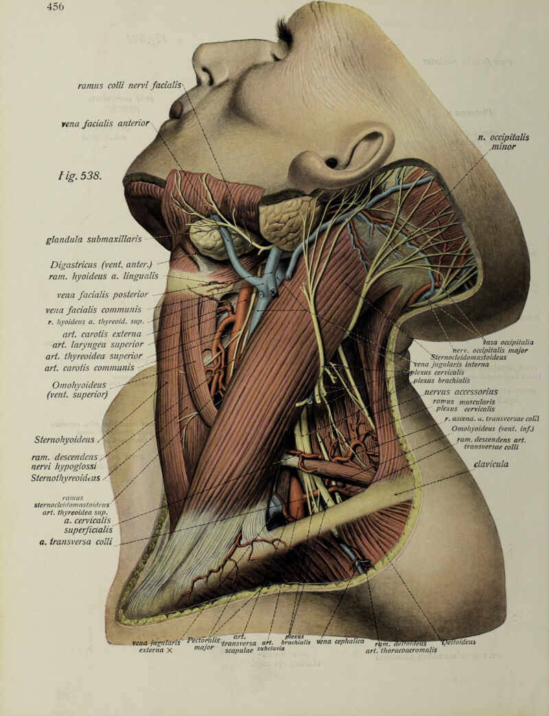 n. occipitalis ,minor ramtts colli nervi facialis \ vena facialis anterior n vasa occipitaha 's 'nerv, occipitalis major 'Sternocieidomastoideus vena jugularis interna ilexus cervicalis piexus brachialis nervus acccssorius ramus muscularis j, piexus cervicalis r. ascenü. a. trunsversae colii Omohyoideus (vent. inf.) M ram. descendens art. transversae colli clavicula Hg. 538. glandula submaxillaris Digastricus (vent. anter.) - ram. hyoideus a. lingualis . vena facialis posterior - ;Jb| vena facialis communis r. hyoideus a. thyreoid. sup. art. carotis externa -- art. laryngea superior - art. thyreoidea superior - art. carotis communis Omohyoideus (vent. superior) / Sternohyoideus ,■ ram. descendens nervi hypoglossi y y Sternothyreoidms ■- / ramus s&fci sternocieidomastoideus art. thyreoidea sup. ' a. cervicalis Xlf' superficialis a. transversa colli . - piexus vena jugularis I'ecl0!lalls'transversa art. brachialis externa X major scapu[ae subclavia vena cephaUcä 'Uelioideus art. thoracoacromalis