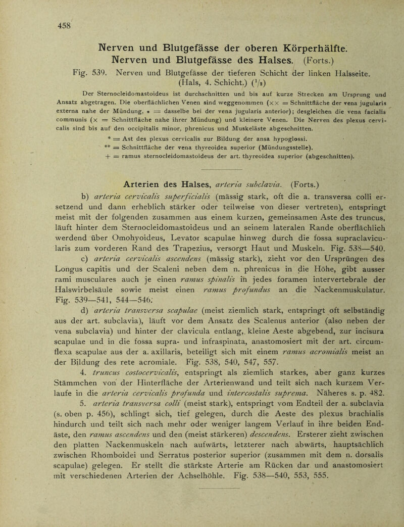 Nerven und Blutgefässe der oberen Körperhälfte. Nerven und Blutgefässe des Halses. (Forts.) Fig. 539. Nerven und Blutgefässe der tieferen Schicht der linken Halsseite. (Hals, 4. Schicht.) (72) Der Sternocleidomastoideus ist durchschnitten und bis auf kurze Strecken am Ursprung und Ansatz abgetragen. Die oberflächlichen Venen sind weggenommen (xx = Schnittfläche der vena jugularis externa nahe der Mündung, » =: dasselbe bei der vena jugularis anterior); desgleichen die vena facialis communis (x = Schnittfläche nahe ihrer Mündung) und kleinere Venen. Die Nerven des plexus cervi- calis sind bis auf den occipitalis minor, phrenicus und Muskeläste abgeschnitten. * = Ast des plexus cervicalis zur Bildung der ansa hypoglossi. ** = Schnittfläche der vena thyreoidea superior (Mündungsstelle). + = ramus sternocleidomastoideus der art. thyreoidea superior (abgeschnitten). Arterien des Halses, arteria subclavia. (Forts.) b) arteria cervicalis superficialis (massig stark, oft die a. transversa colli er- setzend und dann erheblich stärker oder teilweise von dieser vertreten), entspringt meist mit der folgenden zusammen aus einem kurzen, gemeinsamen Aste des truncus, läuft hinter dem Sternocleidomastoideus und an seinem lateralen Rande oberflächlich werdend über Omohyoideus, Levator scapulae hinweg durch die fossa supraclavicu- laris zum vorderen Rand des Trapezius, versorgt Haut und Muskeln. Fig. 538—540. c) arteria cervicalis ascendens (mässig stark), zieht vor den Ursprüngen des Longus capitis und der Scaleni neben dem n. phrenicus in die Höhe, gibt ausser rami musculares auch je einen ramus spinalis in jedes foramen intervertebrale der Halswirbelsäule sowie meist einen ramus profundus an die Nackenmuskulatur. Fig. 539—541, 544—546: d) arteria transversa scapulae (meist ziemlich stark, entspringt oft selbständig aus der art. subclavia), läuft vor dem Ansatz des Scalenus anterior (also neben der vena subclavia) und hinter der clavicula entlang,, kleine Aeste abgebend, zur incisura scapulae und in die fossa supra- und infraspinata, anastomosiert mit der art. circum- flexa scapulae aus der a. axillaris, beteiligt sich mit einem ramus acromialis meist an der Bildung des rete acromiale. Fig. 538, 540, 547, 557- 4. truncus costocervicalis, entspringt als ziemlich starkes, aber ganz kurzes Stämmchen von der Hinterfläche der Arterienwand und teilt sich nach kurzem Ver- laufe in die arteria cervicalis profunda und intercostalis suprema. Näheres s. p. 482. 5. arteria transversa colli (meist stark), entspringt vom Endteil der a. subclavia (s. oben p. 456), schlingt sich, tief gelegen, durch die Aeste des plexus brachialis hindurch und teilt sich nach mehr oder weniger langem Verlauf in ihre beiden End- äste, den ramus ascendens und den (meist stärkeren) descendens. Ersterer zieht zwischen den platten Nackenmuskeln nach aufwärts, letzterer nach abwärts, hauptsächlich zwischen Rhomboidei und Serratus posterior superior (zusammen mit dem n. dorsalis scapulae) gelegen. Er stellt die stärkste Arterie am Rücken dar und anastomosiert mit verschiedenen Arterien der Achselhöhle. Fig. 538—540, 553, 555.