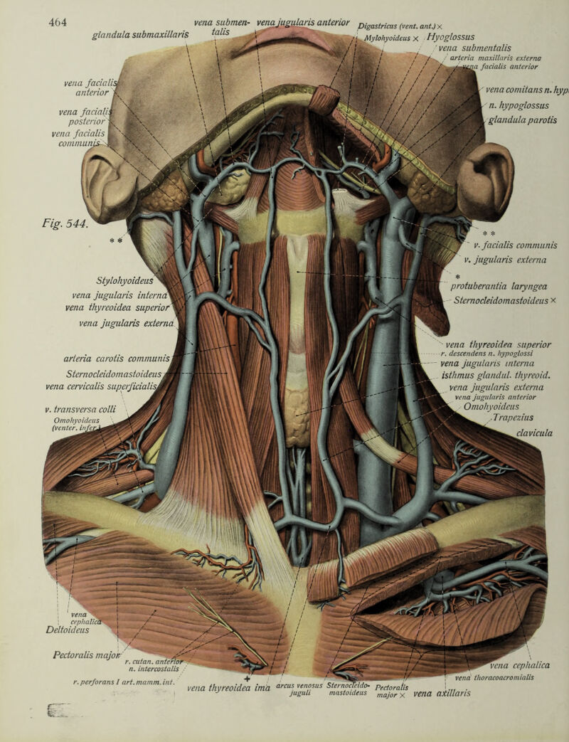 vena submen- vena jugularis anterior Digastricus (venU antJ x glandula submaxillaris talis j-L. Mylohyoideus x Hyoglossus vena submentalis / /tte. arteria maxillaris externa •m facialis anterior vena facialisgk anterior i vena facialiM posterior iS vena facialis k ■ commums vena comitans n. hyp> n. hypoglossus glandula parotis Fig. 544. * * v. facialis communis v. jugularis externa protuberantia laryngea Sternocleidomastoideus x StylohyoideuS vena jugularis interni2« vena thyreoidea superior* vena jugularis externa arteria carotis communis Sternocleidomastoideus A vena cervicalis superficialis v. transversa colli Omohyoideus (venter. in fern vena thyreoidea superior r. descendens n. hypoglossi vena jugularis interna isthmus glandul. thyreoid. vena jugularis externa vena jugularis anterior Omohyoideus Trapezius clavicula vena ! cephaliä Deltoideus TM Pectoralis majon r. cutan. antenb, n. intercostalis r. perforans I art. mamm. int. vena cephalica vena thoracoacromialis vena thyreoidea ima arcus venosus Sternocfeido- Pectoratis '... . J jaguli mastoideus maj0r x vena axillaris