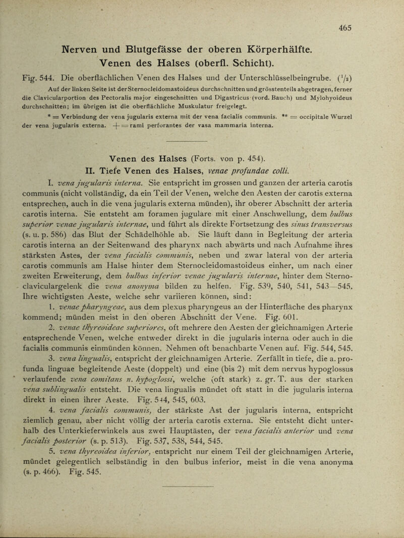 Nerven und Blutgefässe der oberen Körperhälfte. Venen des Halses (oberfl. Schicht). Fig. 544. Die oberflächlichen Venen des Halses und der Unterschlüsselbeingrube. (Y2) Auf der linken Seite ist derSternocleidomastoideus durchschnitten und grösstenteils abgetragen, ferner die Clavicularportion des Pectoralis major eingeschnitten und Digastricus (vord. Bauch) und Mylohyoideus durchschnitten; im übrigen ist die oberflächliche Muskulatur freigelegt. * = Verbindung der vena jugularis externa mit der vena facialis communis. ** = occipitale Wurzel der vena jugularis externa. -(- = rami perforantes der vasa mammaria interna. Venen des Halses (Forts, von p. 454). II. Tiefe Venen des Halses, venae profundae colli. I. vena jugularis interna. Sie entspricht im grossen und ganzen der arteria carotis communis (nicht vollständig, da ein Teil der Venen, welche den Aesten der carotis externa entsprechen, auch in die vena jugularis externa münden), ihr oberer Abschnitt der arteria carotis interna. Sie entsteht am foramen jugulare mit einer Anschwellung, dem bulbus superior venae jugularis internae, und führt als direkte Fortsetzung des sinus transversus (s. u. p. 586) das Blut der Schädelhöhle ab. Sie läuft dann in Begleitung der arteria carotis interna an der Seitenwand des pharynx nach abwärts und nach Aufnahme ihres stärksten Astes, der vena facialis communis, neben und zwar lateral von der arteria carotis communis am Halse hinter dem Sternocleidomastoideus einher, um nach einer zweiten Erweiterung, dem bulbus inferior venae jugularis internae, hinter dem Sterno- claviculargelenk die vena anonyma bilden zu helfen. Fig. 539, 540, 541, 543—545. Ihre wichtigsten Aeste, welche sehr variieren können, sind: 1. venae pharyngeae, aus dem plexus pharyngeus an der Hinterfläche des pharynx kommend; münden meist in den oberen Abschnitt der Vene. Fig. 601. 2. venae tliyreoideae superiores, oft mehrere den Aesten der gleichnamigen Arterie entsprechende Venen, welche entweder direkt in die jugularis interna oder auch in die facialis communis einmünden können. Nehmen oft benachbarte Venen auf. Fig. 544, 545. 3. vena lingualis, entspricht der gleichnamigen Arterie. Zerfällt in tiefe, die a. pro- funda linguae begleitende Aeste (doppelt) und eine (bis 2) mit dem nervus hypoglossus verlaufende vena comitans n. hypoglossi, welche (oft stark) z. gr. T. aus der starken vena sublingualis entsteht. Die vena lingualis mündet oft statt in die jugularis interna direkt in einen ihrer Aeste. Fig. 544, 545, 603. 4. vena facialis communis, der stärkste Ast der jugularis interna, entspricht ziemlich genau, aber nicht völlig der arteria carotis externa. Sie entsteht dicht unter- halb des Unterkieferwinkels aus zwei Hauptästen, der vena facialis anterior und vena facialis posterior (s. p. 513). Fig. 537, 638, 544, 545. 5. vena thyreoidea inferior, entspricht nur einem Teil der gleichnamigen Arterie, mündet gelegentlich selbständig in den bulbus inferior, meist in die vena anonyma (s. p. 466). Fig. 545.