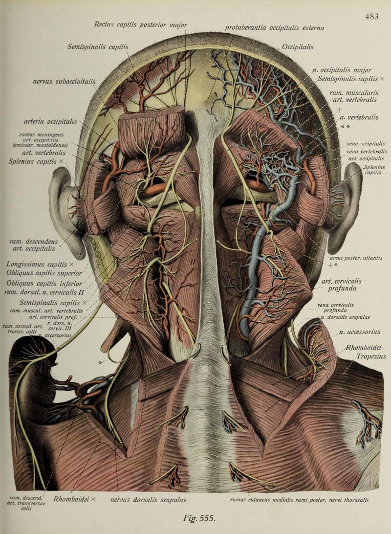 Rectus capitis posterior major protuberantia occipitalis externa Sernispinalis capitis \ ram. descendens art. occipitalis ' Longissirnus capitis x Obliquus capitis superior' Obliquus capitis inferior ram. dorsal, n. cervicalis II Sernispinalis capitis x ram. muscul. art. vertebralis art. cervicalis prof. . . r. dors. n. ' ram. ascend. art. cervic_ni transv. colli arcus poster. atlantis -+* art. cervicalis ' profunda vena cervicalis profunda dorsalis scapulae n. accessorius Mhomboidei Trapezius nervus suboccipita/is arteria occipitalis ' ramus meningeus art occipitalis (emissar. mastoideum) art. vertebralis ~~ Splenius capitis x x p. occipitalis major capitis x vena cccipitalis vena vertebralis art. occipitalis capitis ram. muscularis art. vertebralis f\~ ,a. vertebralis ram descendi RllOtllboidei X art. transversae colli nervus dorsalis scapulae ramus cutaneus medialis rami poster. nervi thoracalis Fig. 555.