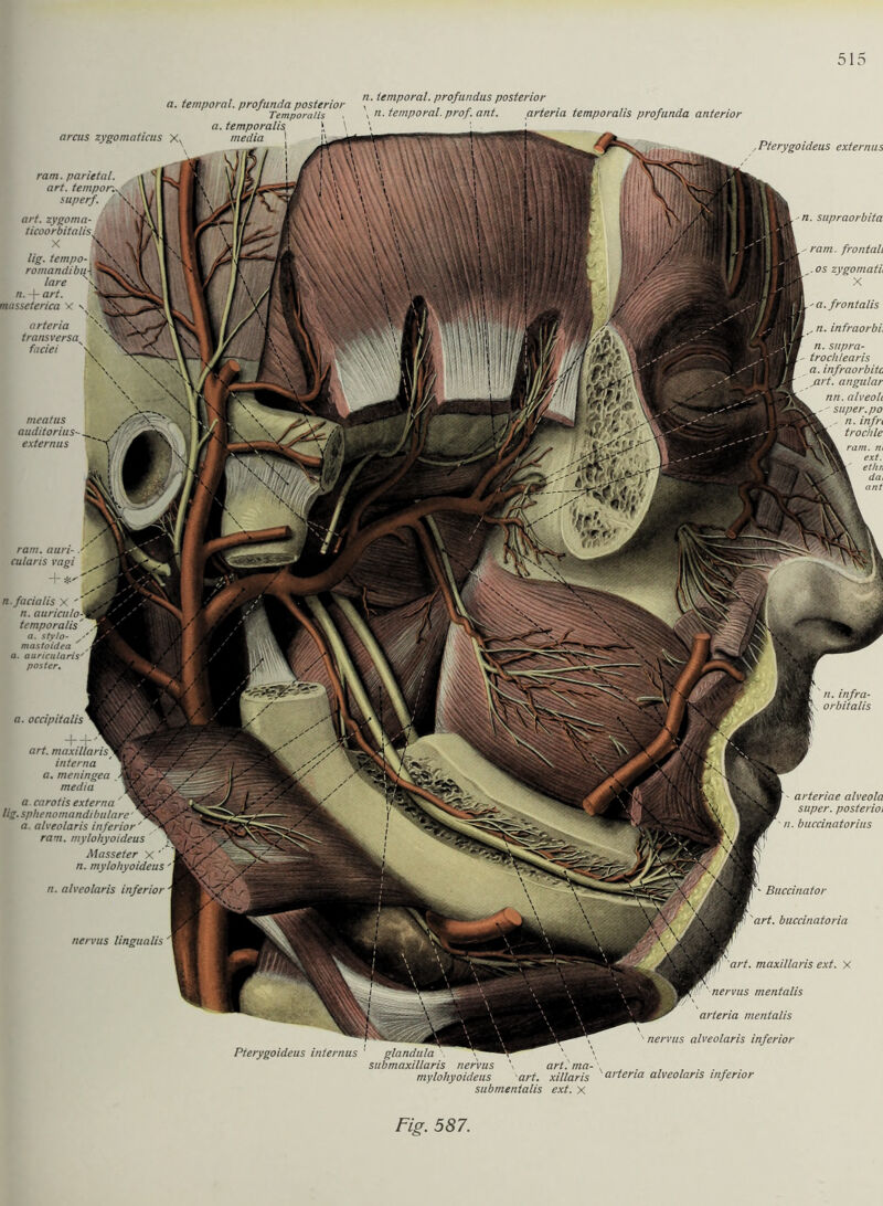 ram. auri■ a. temporal, profunda posterior Temporalis arcus zygomaticus xx a. temporalis media ' n. temporal, profundus posterior \ n. temporal, prof. ant. arteria temporalis profunda anterior Pferygoideus externus ram. parietal, art. tempor.- superf. ;! art. zygoma- ticoorbitalis^A x m n. supraorbita lig. tempo- , romandibiA lare \ n. + art. wsseterica X \ ram. frontall . os zygomati, X a.frontalis , n. infraorbi, n. supra- troch/earis a. infraorbitc ß.rt. angular nn. alveoli  super, po n. infri trochle ram. m ext. ethn dai ant arteria transversa faciei meatus auditorius externus cularis vagi n. infra- orbitalis n. facialis x ' n. auricu/o- tempora/is' a. stylo- mastoidea a. auricularis' poster. a. occipitalis art. maxillaris interna a. meningea media a. carotis externa ' lig. spheno mandibulare a. alveolaris inferior' T ram. mylohyoideus Masseter X ' n. mylohyoideus arteriae alveola super, posterioi • n. buccinatorius n. alveolaris inferior Buccinator ? 'art. buccinatoria nervus lingualis art. maxillaris ext. x ' nervus mentalis arteria mentalis nervus alveolaris inferior Pterygoideus internus 1 glandula submaxillaris nervus \ art.'ma- , mylohyoideus art. xillaris arteria alveolaris inferior submenialis ext. x