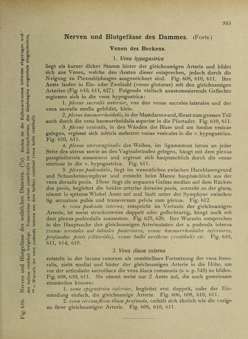 .616. Nerven und Blutgefässe des weiblichen Dammes. (2/s) Rechts ist der Bulbocaveirtosus teilweise abgetragen und der bulbus vestibuli freigelegt. Transversus perinei superficialis ist durchschnitten, das diaphragma urogenitale eingeschnitten. ** = Wurzeln der vena pudenda interna aus dem bulbus vestibuli (vena bulbi vestibuli). Nerven und Blutgefässe des Dammes. (Forts.) Venen des Beckens. 1. Vena hypogastrica liegt als kurzer dicker Stamm hinter der gleichnamigen Arterie und bildet sich aus Venen, welche den Aesten dieser entsprechen, jedoch durch die Neigung zu Plexusbildungen ausgezeichnet sind. Fig. 608, 610, 611. Ihre Aeste laufen in Ein- oder Zweizahl (venae glutaeae) mit den gleichnamigen Arterien (Fig. 610, 611, 627). Folgende vielfach anastomosierende Geflechte ergiessen sich in die vena hypogastrica: 1. plexus sacralis anterior, von den venae sacrales laterales und der vena sacralis media gebildet, klein. 2. plexus haemorrhoidalis, in der Mastdarmwand, fliesst zum grossen Teil auch durch die vena haemorrhoidalis superior in die Pfortader. Fig. 610, 611. 3. plexus vesicalis, in den Wänden der Blase und am fundus vesicae gelegen, ergiesst sich mittels mehrerer venae vesicales in die v. hypogastrica. 4. plexus uterovaginalis des Weibes, im ligamentum latum an jeder Seite des uterus sowie an den Yaginalwänden gelegen, hängt mit dem plexus pampiniformis zusammen und ergiesst sich hauptsächlich durch die venae uterinae in die v. hypogastrica. Fig. 611. 5. plexuspudendalis, liegt im wesentlichen zwischen Harnblasengrund und Schambeinsymphyse und entsteht beim Manne hauptsächlich aus der vena dorsalis penis. Diese liegt als unpaares Gefäss median auf dem Rücken des penis, . begleitet die beiden arteriae dorsales penis, entsteht an der glans, nimmt in spitzem Winkel Aeste aut und läuft unter der Symphyse zwischen lig. arcuatum pubis und transversum pelvis zum plexus. Fig. 612. 6. vena pudenda interna, entspricht im Verlaufe der gleichnamigen Arterie, ist meist streckenweise doppelt oder geflechtartig, hängt auch mit dem plexus pudendalis zusammen. Fig. 625, 626. Ihre Wurzeln entsprechen in der Hauptsache den gleichnamigen Arterienästen der a. pudenda interna (venae scrotales aid labiales posteriores, venae haemorrhoidales inferiores, profundae penis (clitoridis), venae bulbi urethrae (vestibuli) etc. Fig. 610, 611, 614, 615. 2. Vena iliaca externa entsteht in der lacuna vasorum als unmittelbare Fortsetzung der vena femo- ralis, zieht medial und hinter der gleichnamigen Arterie in die Höhe, um vor der articulatio sacroiliaca die vena iliaca communis (s. o. p. 545) zu bilden. Fig. 608, 610, 611. Sie nimmt meist nur 2 Aeste auf, die auch gemeinsam einmünden können: 1. vena epigastrica inferior, begleitet erst doppelt, nahe der Ein- mündung einfach, die gleichnamige Arterie. Fig. 606, 608, 610, 611. 2. vena circumflexa iliumprofunda, verhält sich ähnlich wie die vorige zu ihrer gleichnamigen Arterie. Fig. 608, 610, 611.