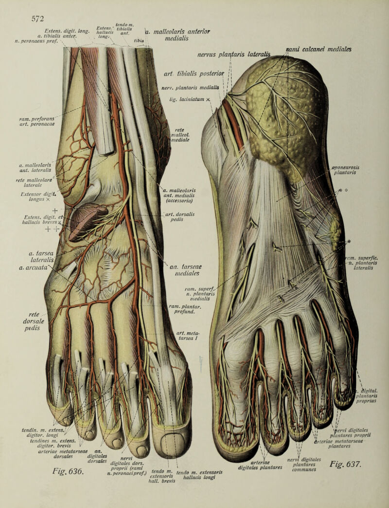 aponeurosis plantaris . plantaris tnedialis tendo m. Extens. digit. long. HaUueis ü. malleolaris anterior a. tibialis unter, n. peronaeus prof. \ ‘ongs medialis ram. perforans art. peronaeae rete malleolare laterale Extensor digit. longus X Extens. digit. hallacis breves a. tarsea lateralis a. arcuata rete dorsale ptdis mmi calcanei mediales rtervus plantaris lateraUs art tibialis posterior j nerv. plantaris medialis ' lig. laciniatum x rete malleolaris ant. medialis (accessoria) art. dorsalis pedis + aa. tarseae mediales ram. plantar, profund. art. meta- tarsea I nm. superfic. E. plantaris lateralis tendin. m. digitor. longi tendines m. extens. digitor. brevis arteriae metatarseae aa. dorsales digitales t dorsales gigitaigS gors. , , proprii (rami . , 1 n. peronaeiprof.) tendo m. tendo m. extensoris extensoris hallacis longi hall, brevis Fig. 636. arteriae digitales plantares . digital, plantaris proprius 1/ ' u '•ticrvi digitales plantares proprii Arteriae metatarseae plantares nervi digitales plantares Flg. 637. communes