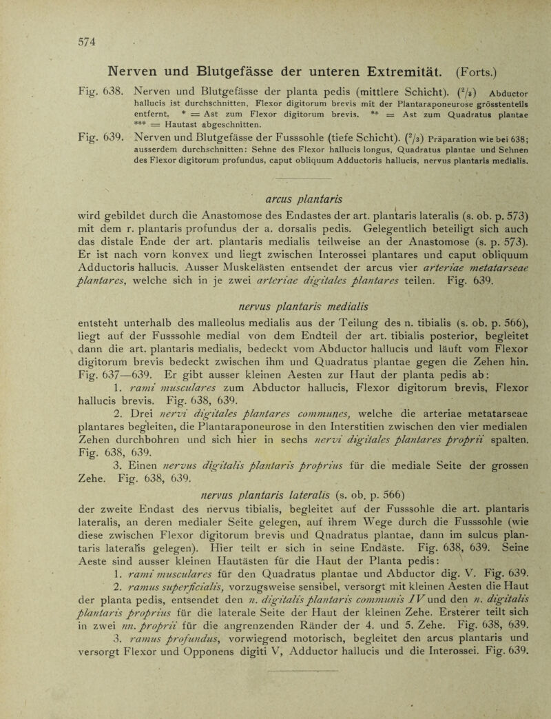Nerven und Blutgefässe der unteren Extremität. (Forts.) Fig. 638. Nerven und Blutgefässe der planta pedis (mittlere Schicht). (2/a) Abductor hallucis ist durchschnitten, Flexor digitorum brevis mit der Plantaraponeurose grösstenteils entfernt. * = Ast zum Flexor digitorum brevis. ** = Ast zum Quadratus plantae *** = Hautast abgeschnitten. Fig. 639. Nerven und Blutgefässe der Fusssohle (tiefe Schicht). (2/3) Präparation wie bei 638; ausserdem durchschnitten: Sehne des Flexor hallucis longus, Quadratus plantae und Sehnen des Flexor digitorum profundus, caput obliquum Adductoris hallucis, nervus plantaris medialis. x arcus plantaris wird gebildet durch die Anastomose des Endastes der art. plantaris lateralis (s. ob. p. 573) mit dem r. plantaris profundus der a. dorsalis pedis. Gelegentlich beteiligt sich auch das distale Ende der art. plantaris medialis teilweise an der Anastomose (s. p. 573). Er ist nach vorn konvex und liegt zwischen Interossei plantares und caput obliquum Adductoris hallucis. Ausser Muskelästen entsendet der arcus vier arteriae metatarseae plantares, welche sich in je zwei arteriae digitales plantares teilen. Fig. 639. nervus plantaris medialis entsteht unterhalb des malleolus medialis aus der Teilung des n. tibialis (s. ob. p. 566), liegt auf der Fusssohle medial von dem Endteil der art. tibialis posterior, begleitet dann die art. plantaris medialis, bedeckt vom Abductor hallucis und läuft vom Flexor digitorum brevis bedeckt zwischen ihm und Quadratus plantae gegen die Zehen hin. Fig. 637—639. Er gibt ausser kleinen Aesten zur Haut der planta pedis ab: 1. rami musculares zum Abductor hallucis, Flexor digitorum brevis, Flexor hallucis brevis. Fig. 638, 639. 2. Drei nervi digitales plantares communes, welche die arteriae metatarseae plantares begleiten, die Plantaraponeurose in den Interstitien zwischen den vier medialen Zehen durchbohren und sich hier in sechs nervi digitales plantares proprii spalten. Fig. 638, 639. 3. Einen nervus digitalis plantaris proprius für die mediale Seite der grossen Zehe. Fig. 638, 639. nervus plantaris lateralis (s. ob. p. 566) der zweite Endast des nervus tibialis, begleitet auf der Fusssohle die art. plantaris lateralis, an deren medialer Seite gelegen, auf ihrem Wege durch die Fusssohle (wie diese zwischen Flexor digitorum brevis und Qnadratus plantae, dann im sulcus plan- taris lateral'is gelegen). Hier teilt er sich in seine Endäste. Fig. 638, 639. Seine Aeste sind ausser kleinen Hautästen für die Haut der Planta pedis: 1. rami musculares für den Quadratus plantae und Abductor dig. V. Fig. 639. 2. ramus superficialis, vorzugsweise sensibel, versorgt mit kleinen Aesten die Haut der planta pedis, entsendet den n. digitalis plantaris communis IV und den n. digitalis plantaris proprius für die laterale Seite der Haut der kleinen Zehe. Ersterer teilt sich in zwei nn.proprii für die angrenzenden Ränder der 4. und 5. Zehe. Fig. 638, 639. 3. ramus profundus, vorwiegend motorisch, begleitet den arcus plantaris und versorgt Flexor und Opponens digiti V, Adductor hallucis und die Interossei. Fig. 639.