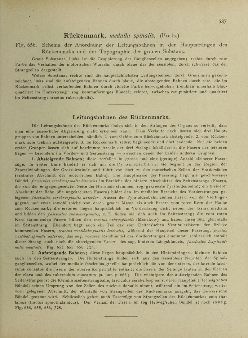 Rückenmark, mediillci spinalis. (Forts.) Fig. 656. Schema der Anordnung der Leitungsbahnen in den Hauptsträngen des Rückenmarks und der Topographie der grauen Substanz. Graue Substanz: Links ist die Gruppierung der Ganglienzellen angegeben; rechts durch rote Farbe das Verhalten der motorischen Wurzeln, durch blaue das der sensiblen, durch schwarze das der Strangzellen dargestellt. Weisse Substanz: rechts sind die hauptsächlichsten Leitungsbahnen durch Grenzlinien gekenn- zeichnet, links sind die aufsteigenden Bahnen durch blaue, die absteigenden Bahnen durch rote, die im Rückenmark selbst verlaufenden Bahnen durch violette Farbe hervorgehoben (reinblau innerhalb blau- quadriert im Hinterstrang: sog. kommaförmiges Bündel; reinrot, zwischen rot punktiert und quadriert im Seitenstrang: tractus rubrospinalis). Leitungsbahnen des Rückenmarks. Die Leitungsbahnen des Rückenmarks finden sich in den Strängen des Organs so verteilt, dass man eine äusserliche Abgrenzung nicht erkennen kann. Dem Verlaufe nach lassen sich drei Haupt- gruppen von Bahnen unterscheiden, nämlich 1. vom Gehirn zum Rückenmark absteigende, 2. vom Rücken- mark zum Gehirn aufsteigende, 3. im Rückenmark selbst beginnende und dort endende. Nur die beiden ersten Gruppen lassen sich auf bestimmte Areale der drei Stränge lokalisieren; die Fasern der letzteren, liegen — besonders im Vorder- und Seitenstrang —■ zwischen denen der beiden anderen Gruppen. 1. Absteigende Bahnen; diese zerfallen in grosse und eine (geringe) Anzahl kleinerer Faser- züge. ln erster Linie handelt es sich um die Pyramidenbahn; sie beginnt in der Region der Zentralwindungen der Grosshirnrinde und führt von dort zu den motorischen Zellen der Vordersäulen (zentraler Abschnitt der motorischen Bahn). Die Hauptmasse der Faserung liegt als geschlossenes Bündel, fasciculus cerebrospinalis lateralis im Bereiche des hintern Abschnittes des Seitenstrangs (Fasern, die von der entgegengesetzten Seite der Hirnrinde stammen, sog. gekreuzte Pyramidenbahn); ein kleinerer Abschnitt der Bahn (die ungekreuzten Fasern) bildet den im medialen Bereiche des Vorderstranges ge- legenen fasciculus cerebrospinalis anterior. Ausser der Pyramidenbahn ziehen Fasern von der Vierhügel- gegend und zwar sowohl solche von deren grauer Masse als auch Fasern vom roten Kern der Haube zum Rückenmark; die ersteren liegen hauptsächlich im Vorderstrang dicht neben der fissura mediana und bilden den fasciculus sulcomarginalis, z. T. finden sie sich auch im Seitenstrang; die vom roten Kern stammenden Fasern bilden den tractus rubrospinalis (Monakow) und haben ihren Sitz gleichfalls im Seitenstrang. Ebendort liegt auch ein Teil der vom Deiters’schen Vestibulariskern der Brücke kommenden Fasern, tractus vestibulospinalis lateralis, während der Hauptteil dieser Faserung, tractus vestibuluspinalis anterior, das sog. vordere Randbündel des Vorderstranges einnimmt; schliesslich enthält dieser Strang auch noch die absteigenden Fasern des sog. hinteren Lärigsbündels, fasciculus longitudi- nalis medialis. Fig. 653, 655, 656, 727. 2. Aufsteigende Bahnen; diese liegen hauptsächlich in den Hintersträngen; kleinere Bahnen auch in den Seitensträngen. Die Hinterstränge bilden sich aus den (sensiblen) Neuriten der Spinal- ganglienzellen, wobei der mediale fasciculus gracilis hauptsächlich die von der unteren, der laterale fasci- culus cuneatus die Fasern der oberen Körperhälfte enthält; die Fasern der Stränge laufen zu den Kernen der clava und des tuberculum cuneatum (s. unt. p. 665 ). Die wichtigste der aufsteigenden Bahnen des Seitenstranges ist die Kleinhirnseitenstrangbahn, fasciculus cerebellospinalis, deren Hauptteil (Flechsig’sches Bündel) seinen Ursprung von den Zellen des nucleus dorsalis nimmt, während ein im Seitenstrang weiter vorn gelegener Abschnitt, der ebenfalls von Strangzellen des Rückenmarks ausgeht, das Gowers’sche Bündel genannt wird. Schliesslich gehen auch Faserzüge von Strangzellen des Rückenmarkes zum tha- lamus (tractus spinothalamicus). Der Verlauf der Fasern im sog. Helweg’schen Bündel ist noch strittig. Fig. 653, 655, 656, 728.