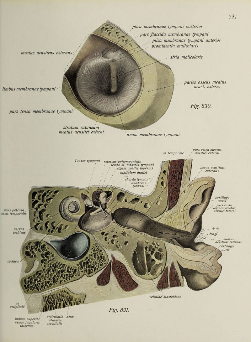 prominentia malleolaris , stria malleolaris limbus membranae tympani '' pars tensa membranae tympani stratum cutaneum meatus acustici externi umbo membranae tympani paries osseus meatus acust. extern. Fig. 830. 737 pars ossea meatus os temporale / acustici externi -+ + tragi pars petrosa , -1 ossis temporu/is I Fig. 831. cellulae ’mastoideae Tensor tympani recessus epitympanicus ' , tendo m. tensoris tympani / ligam. mallei superius 1 1 / capitulum mallei 1 1 1 / ,4 / II / chorda tympani, poras acusticus / externus ___ meatus acusticus externus bulbus superior venae jugularis internae articulatio atlas atlanto- occ!pitalis y pars carti- ' laginea meatus acustici externi OS , occipitale