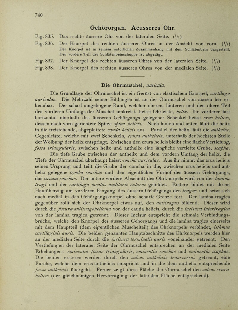 Gehörorgan. Aeusseres Ohr. Das rechte äussere Ohr von der lateralen Seite. (Y0 Der Knorpel des rechten äusseren Ohres in der Ansicht von vorn. (1/i) Der Knorpel ist in seinem natürlichen Zusammenhang mit dem Schläfenbein dargestellt. Der vordere Teil der Schläfenbeinschuppe ist abgesägt. Der Knorpel des rechten äusseren Ohres von der lateralen Seite. (l/i) Die Ohrmuschel, auricula. Die Grundlage der Ohrmuschel ist ein Gerüst von elastischem Knorpel, cartilago auriculae. Die Mehrzahl seiner Bildungen ist an der Ohrmuschel von aussen her er- kennbar. Der scharf umgebogene Rand, welcher oberen, hinteren und den obern Teil des vorderen Umfangs der Muschel umkreist, heisst Ohrleiste, helix. Ihr vorderer fast horizontal oberhalb des äusseren Gehörgangs gelegener Schenkel heisst crus helicis, dessen nach vorn gerichtete Spitze spina helicis. Nach hinten und unten läuft die helix in die freistehende, abgeplattete cauda helicis aus. Parallel der helix läuft die anthelix, Gegenleiste, welche mit zwei Schenkeln, crura anthelicis, unterhalb der höchsten Stelle der Wölbung der helix entspringt. Zwischen den crura helicis bleibt eine flache Vertiefung, fossa Iriangularis, zwischen helix und anthelix eine längliche vertiefte Grube, scapha. Die tiefe Grube zwischen der anthelix und dem vordem Umfang der helix, die Tiefe der Ohrmuschel überhaupt heisst concha auriculae. Aus ihr nimmt da^ crus helicis seinen Ursprung und teilt die Grube der concha in die, zwischen crus helicis und ant- helix gelegene cymba conchae und den eigentlichen Vorhof des äussern Gehörgangs, das cavurn conchae. Der untere vordere Abschnitt des Ohrknorpels wird von der lamina tragi und der cartilago meatus auditorii externi gebildet. Erstere bildet mit ihrem Hautüberzug am vorderen Eingang des äussern Gehörgangs den tragus und setzt sich nach medial in den Gehörgangsknorpel ohne scharfe Grenze fort. Der lamina tragica gegenüber rollt sich der Ohrknorpel etwas auf, den antitragus bildend. Dieser wird durch die fissura antilragohelicina von der cauda helicis, durch die incisura intertragica von der lamina tragica getrennt. Dieser Incisur entspricht die schmale Verbindungs- brücke, welche den Knorpel des äusseren Gehörgangs und die lamina tragica einerseits mit dem Hauptteil (dem eigentlichen Muschelteil) des Ohrknorpels verbindet, isthmus cartilaginis auris. Die beiden genannten Plauptabschnitte des Ohrknorpels werden hier an der medialen Seite durch die incisura terminalis auris voneinander getrennt. Den Vertiefungen der lateralen Seite der Ohrmuschel entsprechen an der medialen Seite Erhebungen: eminentia fossae triangularis, eminentia conchae und emineniia scaphae. Die beiden ersteren werden durch den sulcus anthelicis transversus getrennt, eine Furche, welche dem crus anthelicis entspricht und in die dem anthelix entsprechende fossa anthelicis übergeht. Ferner zeigt diese Fläche der Ohrmuschel den sulcus cruris helicis (der gleichnamigen Hervorragung der lateralen Fläche entsprechend). Fig. 835. Fig. 836. Fig. 837.