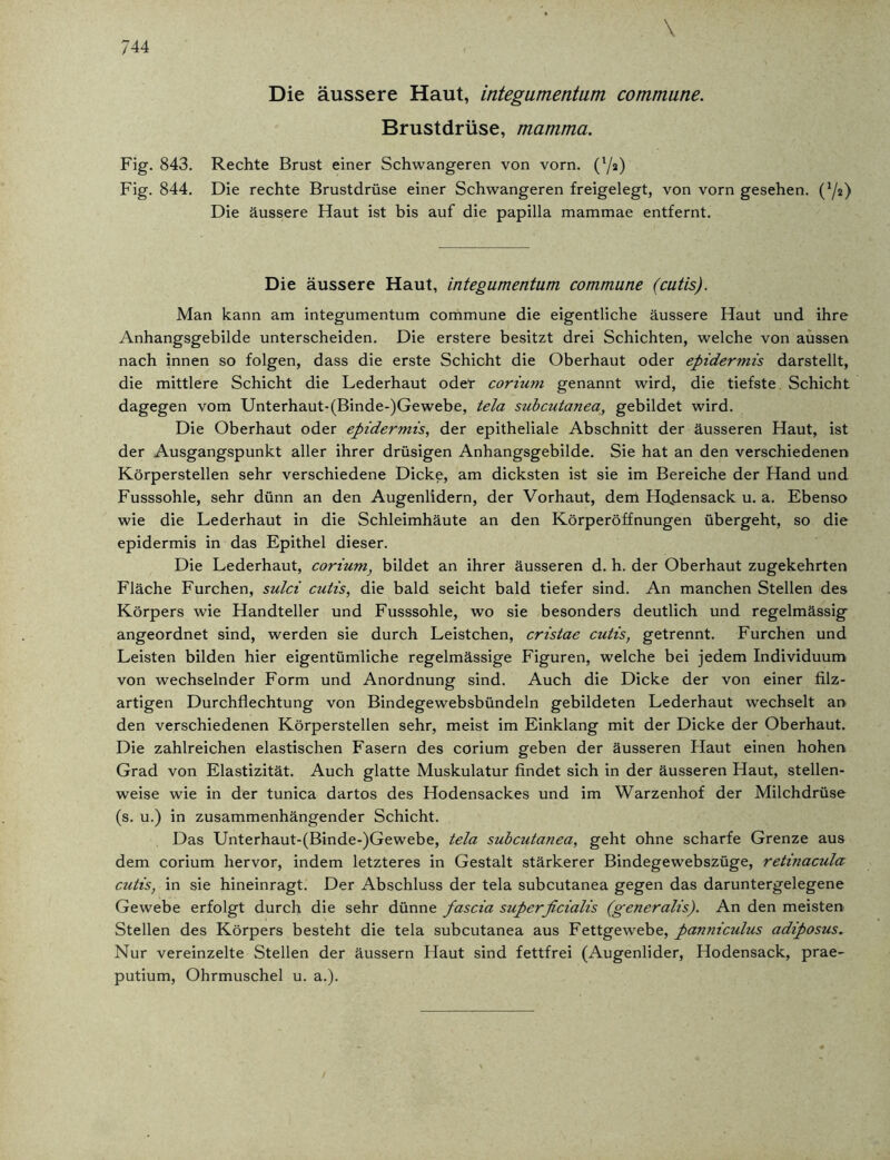 \ Die äussere Haut, integumentum commune. Brustdrüse, mamma. Fig. 843. Rechte Brust einer Schwangeren von vorn. (l/a) Fig. 844. Die rechte Brustdrüse einer Schwangeren freigelegt, von vorn gesehen. (2/2) Die äussere Haut ist bis auf die papilla mammae entfernt. Die äussere Haut, integumentum commune (cutis). Man kann am integumentum commune die eigentliche äussere Haut und ihre Anhangsgebilde unterscheiden. Die erstere besitzt drei Schichten, welche von aussen nach innen so folgen, dass die erste Schicht die Oberhaut oder epidermis darstellt, die mittlere Schicht die Lederhaut oder corium genannt wird, die tiefste Schicht dagegen vom Unterhaut-(Binde-)Gewebe, tela subcutanea, gebildet wird. Die Oberhaut oder epidermis, der epitheliale Abschnitt der äusseren Haut, ist der Ausgangspunkt aller ihrer drüsigen Anhangsgebilde. Sie hat an den verschiedenen Körperstellen sehr verschiedene Dicke, am dicksten ist sie im Bereiche der Hand und Fusssohle, sehr dünn an den Augenlidern, der Vorhaut, dem Hodensack u. a. Ebenso wie die Lederhaut in die Schleimhäute an den Körperöffnungen übergeht, so die epidermis in das Epithel dieser. Die Lederhaut, corium, bildet an ihrer äusseren d. h. der Oberhaut zugekehrten Fläche Furchen, sulci cutis, die bald seicht bald tiefer sind. An manchen Stellen des Körpers wie Handteller und Fusssohle, wo sie besonders deutlich und regelmässig angeordnet sind, werden sie durch Leistchen, cristae cutis, getrennt. Furchen und Leisten bilden hier eigentümliche regelmässige Figuren, welche bei jedem Individuum von wechselnder Form und Anordnung sind. Auch die Dicke der von einer filz- artigen Durchflechtung von Bindegewebsbündeln gebildeten Lederhaut wechselt ar> den verschiedenen Körperstellen sehr, meist im Einklang mit der Dicke der Oberhaut. Die zahlreichen elastischen Fasern des corium geben der äusseren Haut einen hohen Grad von Elastizität. Auch glatte Muskulatur findet sich in der äusseren Haut, stellen- weise wie in der tunica dartos des Hodensackes und im Warzenhof der Milchdrüse (s. u.) in zusammenhängender Schicht. Das Unterhaut-(Binde-)Gewebe, tela subcutanea, geht ohne scharfe Grenze aus dem corium hervor, indem letzteres in Gestalt stärkerer Bindegewebszüge, retinacula cutis, in sie hineinragt. Der Abschluss der tela subcutanea gegen das daruntergelegene Gewebe erfolgt durch die sehr dünne fascia superficialis (generalis). An den meisten Stellen des Körpers besteht die tela subcutanea aus Fettgewebe, panniculus adiposus. Nur vereinzelte Stellen der äussern Haut sind fettfrei (Augenlider, Hodensack, prae- putium, Ohrmuschel u. a.).