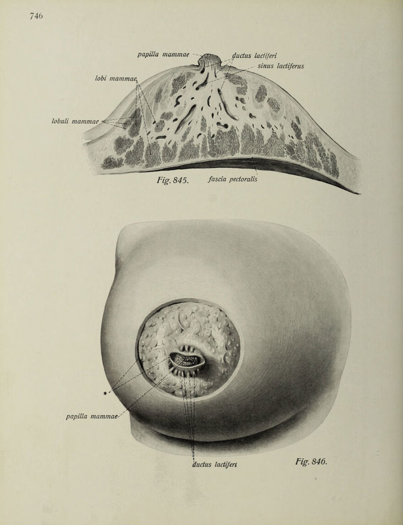 lobuli mammae Fig. 845. fascia pectoralis dudus ladiferi -■ sinus ladiferus papilla mammae ~~ * papilla mammae'' dudus ladiferi