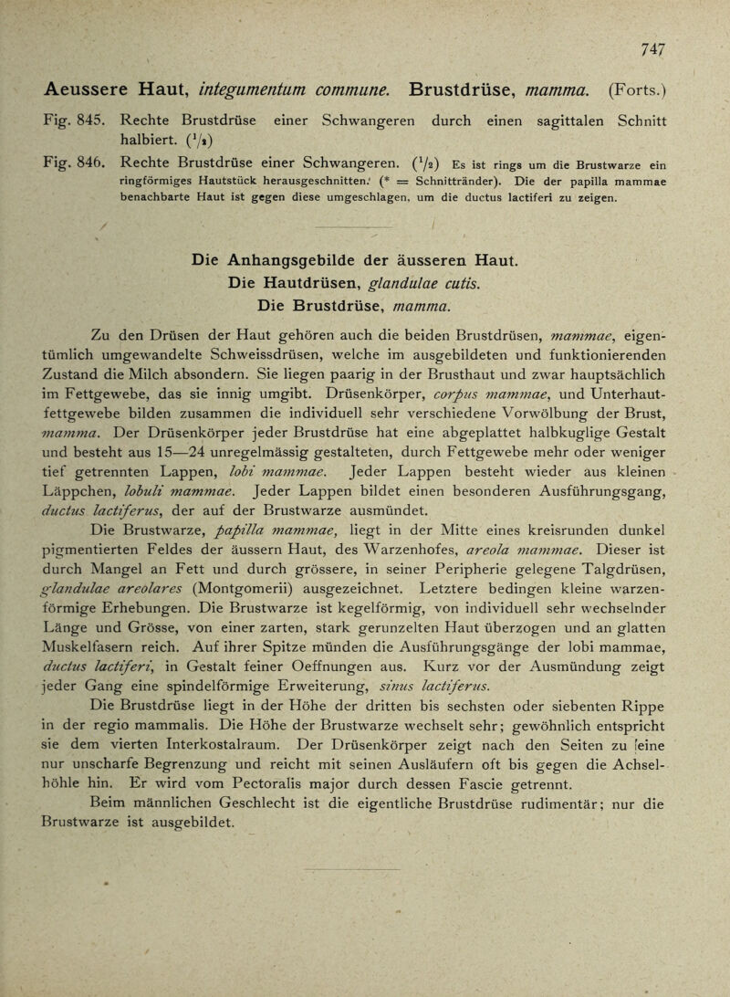 Aeussere Haut, integumentum commune. Brustdrüse, mamma. (Forts.) Fig. 845. Rechte Brustdrüse einer Schwangeren durch einen sagittalen Schnitt halbiert. (7*) Fig. 846. Rechte Brustdrüse einer Schwangeren. (72) Es ist rings um die Brustwarze ein ringförmiges Hautstück herausgeschnitten.' (* = Schnittränder). Die der papilla mammae benachbarte Haut ist gegen diese umgeschlagen, um die ductus lactiferi zu zeigen. Die Anhangsgebilde der äusseren Haut. Die Hautdrüsen, glandulae cutis. Die Brustdrüse, mamma. Zu den Drüsen der Haut gehören auch die beiden Brustdrüsen, mammae, eigen- tümlich umgewandelte Schweissdrüsen, welche im ausgebildeten und funktionierenden Zustand die Milch absondern. Sie liegen paarig in der Brusthaut und zwar hauptsächlich im Fettgewebe, das sie innig umgibt. Drüsenkörper, corpus mammae, und Unterhaut- fettgewebe bilden zusammen die individuell sehr verschiedene Vorwölbung der Brust, mamma. Der Drüsenkörper jeder Brustdrüse hat eine abgeplattet halbkuglige Gestalt und besteht aus 15—24 unregelmässig gestalteten, durch Fettgewebe mehr oder weniger tief getrennten Lappen, lobi mammae. Jeder Lappen besteht wieder aus kleinen Läppchen, lobuli mammae. Jeder Lappen bildet einen besonderen Ausführungsgang, ductus lactiferus, der auf der Brustwarze ausmündet. Die Brustwarze, papilla mammae, liegt in der Mitte eines kreisrunden dunkel pigmentierten Feldes der äussern Haut, des Warzenhofes, areola mammae. Dieser ist durch Mangel an Fett und durch grössere, in seiner Peripherie gelegene Talgdrüsen, glandulae areolares (Montgomerii) ausgezeichnet. Letztere bedingen kleine warzen- förmige Erhebungen. Die Brustwarze ist kegelförmig, von individuell sehr wechselnder Länge und Grösse, von einer zarten, stark gerunzelten Haut überzogen und an glatten Muskelfasern reich. Auf ihrer Spitze münden die Ausführungsgänge der lobi mammae, ductus lactiferi, in Gestalt feiner Oeffnungen aus. Kurz vor der Ausmündung zeigt jeder Gang eine spindelförmige Erweiterung, sinus lactiferus. Die Brustdrüse liegt in der Höhe der dritten bis sechsten oder siebenten Rippe in der regio mammalis. Die Höhe der Brustwarze wechselt sehr; gewöhnlich entspricht sie dem vierten Interkostalraum. Der Drüsenkörper zeigt nach den Seiten zu feine nur unscharfe Begrenzung und reicht mit seinen Ausläufern oft bis gegen die Achsel- höhle hin. Er wird vom Pectoralis major durch dessen Fascie getrennt. Beim männlichen Geschlecht ist die eigentliche Brustdrüse rudimentär; nur die Brustwarze ist ausgebildet.