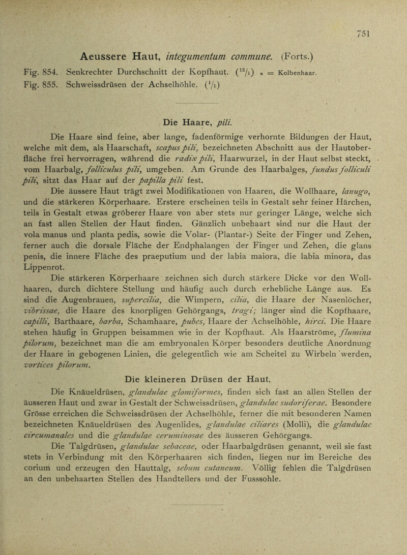 Aeussere Haut, integumentum commune. (Forts.) Fig. 854. Senkrechter Durchschnitt der Kopfhaut. (12/0 * = Kolbenhaar. Fig. 855. Schweissdrüsen der Achselhöhle. (70 Die Haare, pili. Die Haare sind feine, aber lange, fadenförmige verhornte Bildungen der Haut, welche mit dem, als Haarschaft, scapuspili, bezeichneten Abschnitt aus der Hautober- fläche frei hervorragen, während die radixpili, Haarwurzel, in der Haut selbst steckt, vom Haarbalg, folliculus pili, umgeben. Am Grunde des Haarbalges, fundus folliculi pili, sitzt das Haar auf der papilla pili fest. Die äussere Haut trägt zwei Modifikationen von Haaren, die Wollhaare, lanugo, und die stärkeren Körperhaare. Erstere erscheinen teils in Gestalt sehr feiner Härchen, teils in Gestalt etwas gröberer Haare von aber stets nur geringer Länge, welche sich an fast allen Stellen der Haut finden. Gänzlich unbehaart sind nur die Haut der vola manus und planta pedis, sowie die Volar- (Plantar-) Seite der Finger und Zehen, ferner auch die dorsale Fläche der Endphalangen der Finger und Zehen, die glans penis, die innere Fläche des praeputium und der labia maiora, die labia minora, das Lippenrot. Die stärkeren Körperhaare zeichnen sich durch stärkere Dicke vor den Woll- haaren, durch dichtere Stellung und häufig auch durch erhebliche Länge aus. Es sind die Augenbrauen, supercilia, die Wimpern, cilia, die Haare der Nasenlöcher, vibrissae, die Haare des knorpligen Gehörgangs, tragi; länger sind die Kopfhaare, capilli, Barthaare, barba, Schamhaare, pubes, Haare der Achselhöhle, hirci. Die Haare stehen häufig in Gruppen beisammen wie in der Kopfhaut. Als Haarströme, flumina pilorum, bezeichnet man die am embryonalen Körper besonders deutliche Anordnung der Haare in gebogenen Linien, die gelegentlich wie am Scheitel zu Wirbeln werden, vortices pilorum. Die kleineren Drüsen der Haut. Die Knäueldrüsen, glandulae glomiformes, finden sich fast an allen Stellen der äusseren Haut und zwar in Gestalt der Schweissdrüsen, glandulae sudoriferae. Besondere Grösse erreichen die Schweissdrüsen der Achselhöhle, ferner die mit besonderen Namen bezeichneten Knäueldrüsen des Augenlides, glandulae ciliares (Molli), die glandulae circumanales und die glandulae cerummosae des äusseren Gehörgangs. Die Talgdrüsen, glandulae sebaceae, oder Haarbalgdrüsen genannt, weil sie fast stets in Verbindung mit den Körperhaaren sich finden, liegen nur im Bereiche des corium und erzeugen den Hauttalg, sebum cutaneum. Völlig fehlen die Talgdrüsen an den unbehaarten Stellen des Handtellers und der Fusssohle.