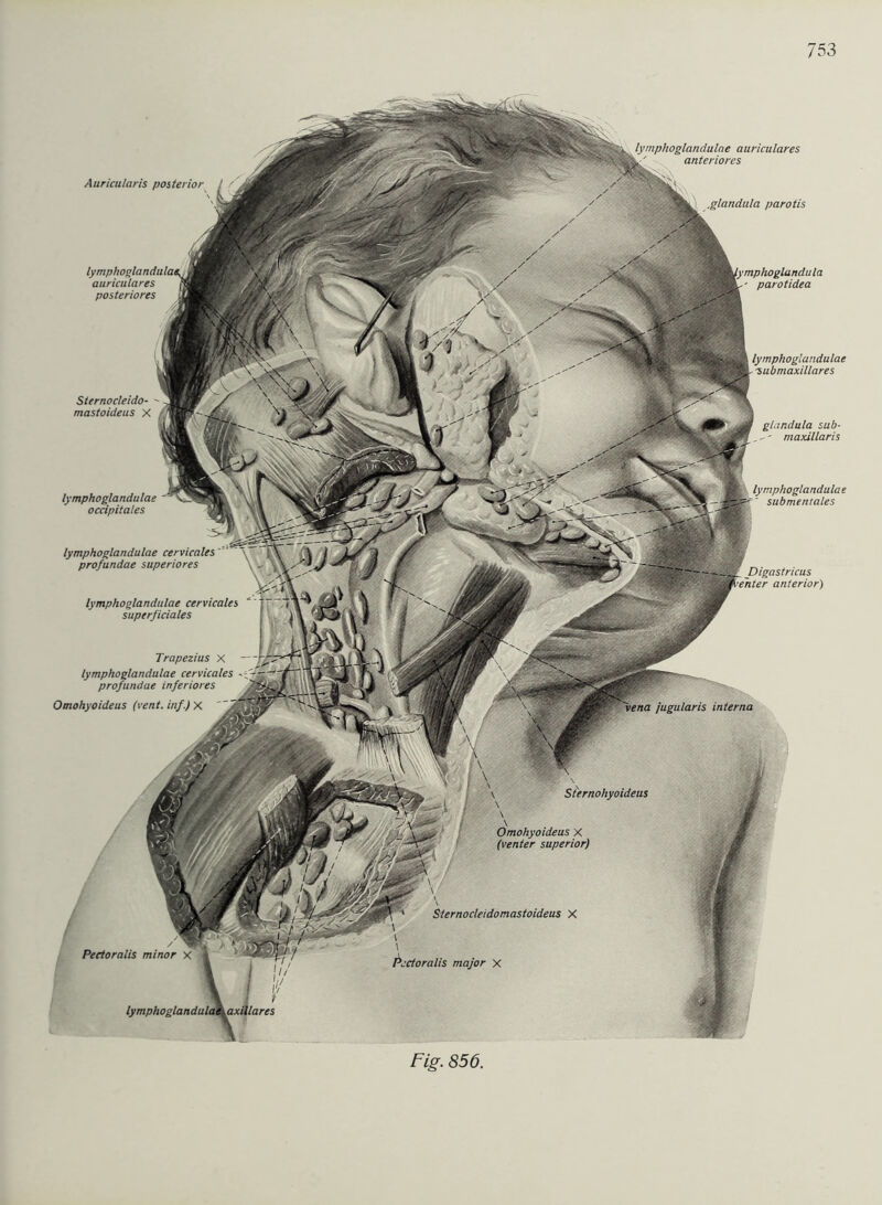 lymphoglandulae auriculares L-' anteriores Auricu/aris posterior glandula parotis lymphoglandulat auriculares posteriores lymphoglandula L- parotidea Sternocleido- mastoideus X glandula lymphoglandulae occipitales lymphoglandulae cervicales profundae superiores r Dignstricus 'enter anterior) lymphoglandulae cervicales superficiales Trapezius x lymphoglandulae cervicales profundae inferiores Omohyoideus (vent. inf.)X / ~vena jugularis interna Siernohyoideus Omohyoideus X (venter superior) S/ernocleidomastoideus X Pectoralis minor X Pcctoralis major X lymphoglandulae axillares