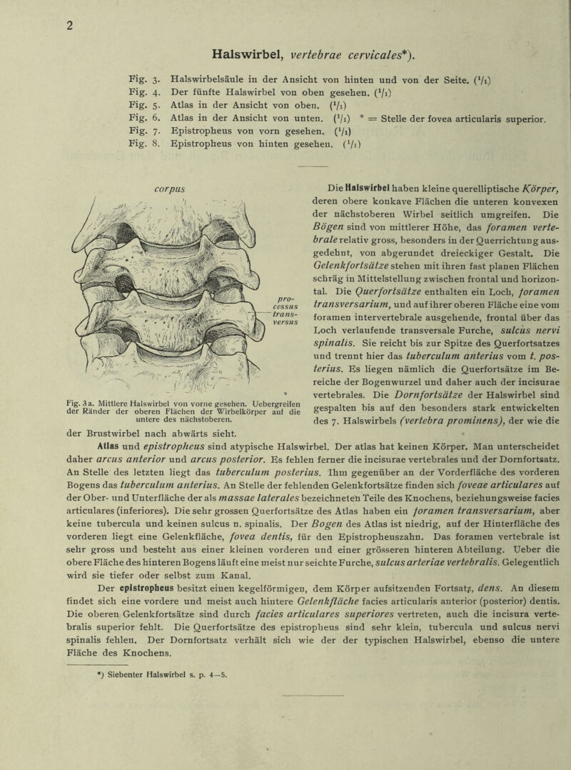 Halswirbel, vertebrae cervicales*). Fig. 3. Halswirbelsäule in der Ansicht von hinten und von der Seite. (l/i) Fig. 4. Der fünfte Halswirbel von oben gesehen. (*/1) Fig. 5. Atlas in der Ansicht von oben. (‘/i) Fig. 6. Atlas in der Ansicht von unten. (x/i) * = Stelle der fovea articularis superior. Fig. 7. Epistropheus von vorn gesehen. (*/i) Fig. 8. Epistropheus von hinten gesehen. (l/i) Corpus pro- cessus trans- versus Fig. 3 a. Mittlere Halswirbel von vorne gesehen. Uebergreifen der Ränder der oberen Flächen der Wirbelkörper auf die untere des nächstoberen. Die Halswirbel haben kleine querelliptische Körper, deren obere konkave Flächen die unteren konvexen der nächstoberen Wirbel seitlich umgreifen. Die Bögen sind von mittlerer Höhe, das foramen verte- brale relativ gross, besonders in der Querrichtung aus- gedehnt, von abgerundet dreieckiger Gestalt. Die Gelenkfortsätze stehen mit ihren fast planen Flächen schräg in Mittelstellung zwischen frontal und horizon- tal. Die Querfortsätze enthalten ein Loch, foramen transversarium, und auf ihrer oberen Fläche eine vom foramen intervertebrale ausgehende, frontal über das Loch verlaufende transversale Furche, sulcus nervi spinalis. Sie reicht bis zur Spitze des Querfortsatzes und trennt hier das tuberculum anterius vom t. pos- terius. Es liegen nämlich die Querfortsätze im Be- reiche der Bogenwurzel und daher auch der incisurae vertebrales. Die Dornfortsätze der Halswirbel sind gespalten bis auf den besonders stark entwickelten des 7. Halswirbels (vertebra prominens), der wie die der Brustwirbel nach abwärts sieht. Atlas und epistropheus sind atypische Halswirbel. Der atlas hat keinen Körper. Man unterscheidet daher arcus anterior und arcus posterior. Es fehlen ferner die incisurae vertebrales und der Dornfortsatz. An Stelle des letzten liegt das tuberculum posterius. Ihm gegenüber an der Vorderfläche des vorderen Bogens das tuberculum anterius. An Stelle der fehlenden Gelenkfortsätze finden sich foveae articulares auf der Ober- und Unterfläche der als massae laterales bezeichneteü Teile des Knochens, beziehungsweise facies articulares (inferiores). Die sehr grossen Querfortsätze des Atlas haben ein foramen transversarium, aber keine tubercula und keinen sulcus n. spinalis. Der Bogen des Atlas ist niedrig, auf der Hinterfläche des vorderen liegt eine Gelenkfläche, fovea dentis, für den Epistropheuszahn. Das foramen vertebrale ist sehr gross und besteht aus einer kleinen vorderen und einer grösseren hinteren Abteilung. Ueber die obere Fläche des hinteren Bogens läuft eine meist nur seichte Furche, sulcus arteriae vertebralis. Gelegentlich wird sie tiefer oder selbst zum Kanal. Der epistropheus besitzt einen kegelförmigen, dem Körper aufsitzenden Fortsat?, dens. An diesem findet sich eine vordere und meist auch hiutere Gelenkfläche facies articularis anterior (posterior) dentis. Die oberen Gelenkfortsätze sind durch facies articulares superiores vertreten, auch die incisura verte- bralis superior fehlt. Die Querfortsätze des epistropheus sind sehr klein, tubercula und sulcus nervi spinalis fehlen. Der Dornfortsatz verhält sich wie der der typischen Halswirbel, ebenso die untere Fläche des Knochens. *) Siebenter Halswirbel s. p. 4—5.