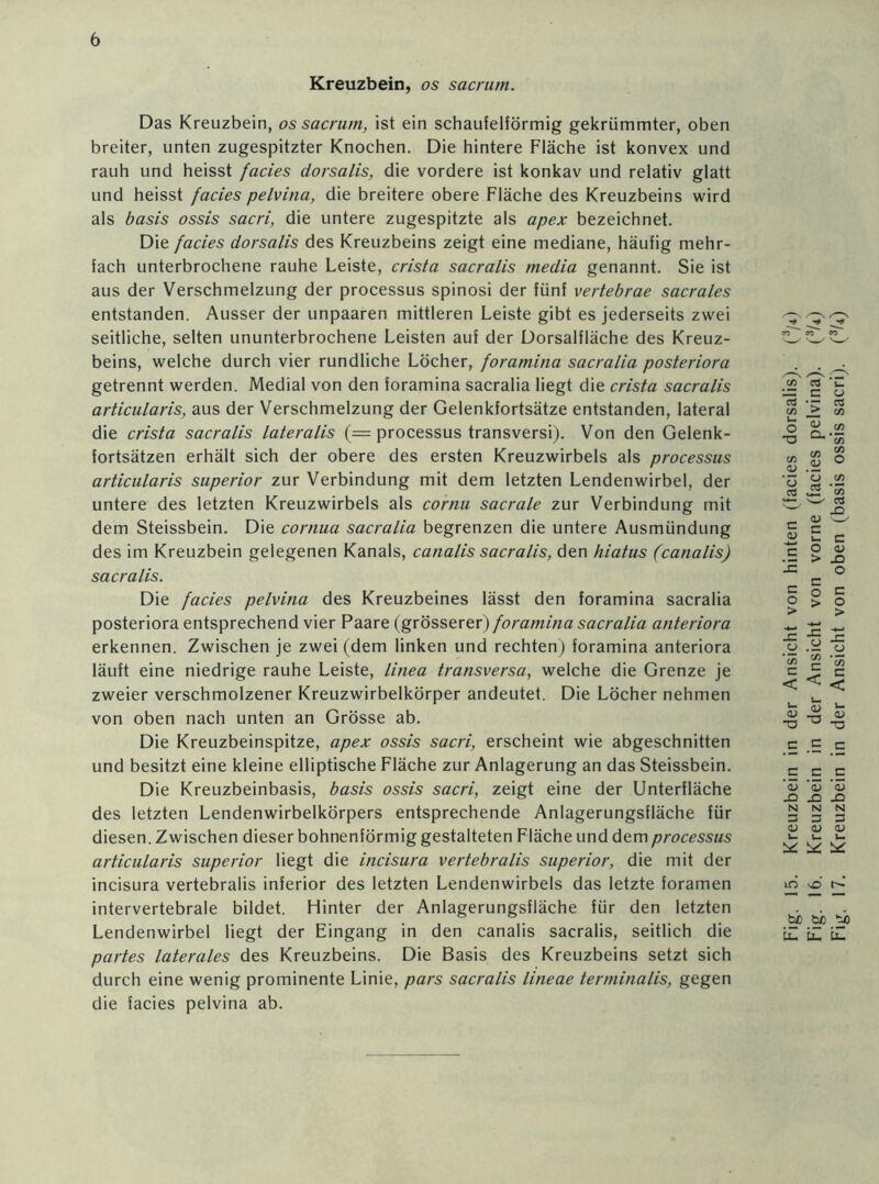 Kreuzbein, os sacrum. Das Kreuzbein, os sacrum, ist ein schaufelförmig gekrümmter, oben breiter, unten zugespitzter Knochen. Die hintere Fläche ist konvex und rauh und heisst facies dorsalis, die vordere ist konkav und relativ glatt und heisst facies pelvina, die breitere obere Fläche des Kreuzbeins wird als basis ossis sacri, die untere zugespitzte als apex bezeichnet. Die facies dorsalis des Kreuzbeins zeigt eine mediane, häufig mehr- fach unterbrochene rauhe Leiste, crista sacralis meclia genannt. Sie ist aus der Verschmelzung der processus spinosi der fünf vertebrae sacrales entstanden. Ausser der unpaaren mittleren Leiste gibt es jederseits zwei seitliche, selten ununterbrochene Leisten auf der Dorsalfläche des Kreuz- beins, welche durch vier rundliche Löcher, foramina sacralia posteriora getrennt werden. Medial von den foramina sacralia liegt die crista sacralis articularis, aus der Verschmelzung der Gelenkfortsätze entstanden, lateral die crista sacralis lateralis (= processus transversi). Von den Gelenk- fortsätzen erhält sich der obere des ersten Kreuzwirbels als processus Die Kreuzbeinbasis, basis ossis sacri, zeigt eine der Unterfläche des letzten Lendenwirbelkörpers entsprechende Anlagerungsfläche für diesen. Zwischen dieser bohnenförmig gestalteten Fläche und dem processus articularis superior liegt die incisura vertebralis superior, die mit der incisura vertebralis inferior des letzten Lendenwirbels das letzte foramen intervertebrale bildet. Hinter der Anlagerungsfläche für den letzten Lendenwirbel liegt der Eingang in den canalis sacralis, seitlich die partes laterales des Kreuzbeins. Die Basis des Kreuzbeins setzt sich durch eine wenig prominente Linie, pars sacralis lineae terminalis, gegen die facies pelvina ab.