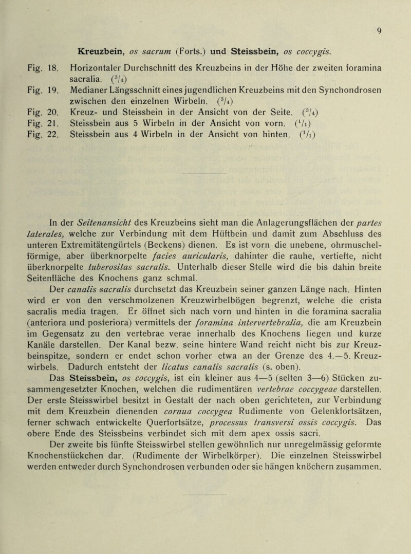 Kreuzbein, os sacrum (Forts.) und Steissbein, os coccygis. Fig. 18. Horizontaler Durchschnitt des Kreuzbeins in der Höhe der zweiten foramina sacralia. (3/Q Fig. 19. Medianer Längsschnitt eines jugendlichen Kreuzbeins mit den Synchondrosen zwischen den einzelnen Wirbeln. (3U) Fig. 20. Kreuz- und Steissbein in der Ansicht von der Seite. (3/Q Fig. 21. Steissbein aus 5 Wirbeln in der Ansicht von vorn. (Vi) Fig. 22. Steissbein aus 4 Wirbeln in der Ansicht von hinten. (Vi) In der Seitenansicht des Kreuzbeins sieht man die Anlagerungsflächen der partes laterales, welche zur Verbindung mit dem Hüftbein und damit zum Abschluss des unteren Extremitätengürtels (Beckens) dienen. Es ist vorn die unebene, ohrmuschel- förmige, aber überknorpelte facies auricularis, dahinter die rauhe, vertiefte, nicht überknorpelte tuberositas sacralis. Unterhalb dieser Stelle wird die bis dahin breite Seitenfläche des Knochens ganz schmal. Der canalis sacralis durchsetzt das Kreuzbein seiner ganzen Länge nach. Hinten wird er von den verschmolzenen Kreuzwirbelbögen begrenzt, welche die crista sacralis media tragen. Er öffnet sich nach vorn und hinten in die foramina sacralia (anteriora und posteriora) vermittels der foramina intervertebralia, die am Kreuzbein im Gegensatz zu den vertebrae verae innerhalb des Knochens liegen und kurze Kanäle darstellen. Der Kanal bezw. seine hintere Wand reicht nicht bis zur Kreuz- beinspitze, sondern er endet schon vorher etwa an der Grenze des 4.-5. Kreuz- wirbels. Dadurch entsteht der licatus canalis sacralis (s. oben). Das Steissbein, os coccygis, ist ein kleiner aus 4—5 (selten 3—6) Stücken zu- sammengesetzter Knochen, welchen die rudimentären vertebrae coccygeae darstellen. Der erste Steisswirbel besitzt in Gestalt der nach oben gerichteten, zur Verbindung mit dem Kreuzbein dienenden cornua coccygea Rudimente von Gelenkfortsätzen, ferner schwach entwickelte Querfortsätze, processus transversi ossis coccygis. Das obere Ende des Steissbeins verbindet sich mit dem apex ossis sacri. Der zweite bis fünfte Steisswirbel stellen gewöhnlich nur unregelmässig geformte Knochenstückchen dar. (Rudimente der Wirbelkörper). Die einzelnen Steisswirbel werden entweder durch Synchondrosen verbunden oder sie hängen knöchern zusammen.