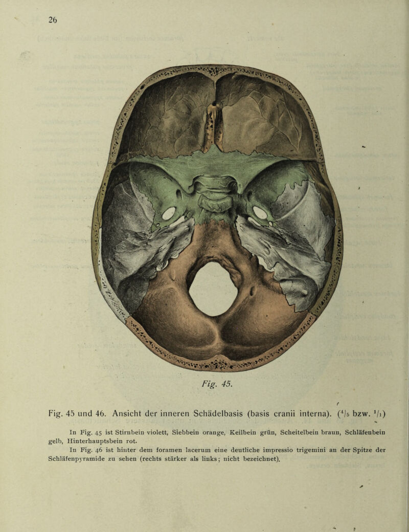 Fig. 45. Fig. 45 und 46. Ansicht der inneren Schädelbasis (basis cranii interna). (4)5 bzw. VO In Fig. 45 ist Stirnbein violett, Siebbeiu orange, Keilbein grün, Scheitelbein braun, Schläfenbein gelb, Hinterhauptsbein rot. In Fig. 46 ist hinter dem foramen lacerum eine deutliche impressio trigemini an der Spitze der Schläfenpyramide zu sehen (rechts stärker als links; nicht bezeichnet). (