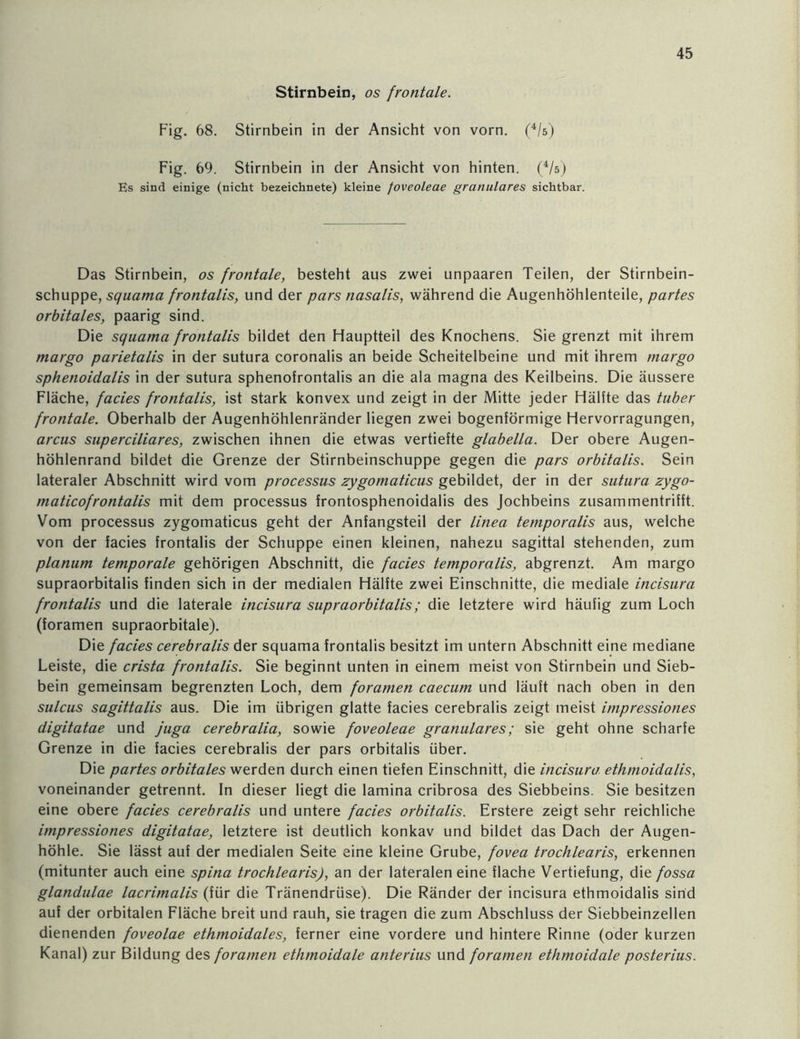 Stirnbein, os frontale. Fig. 68. Stirnbein in der Ansicht von vorn. (4/s) Fig. 69. Stirnbein in der Ansicht von hinten. (4/s) Es sind einige (nicht bezeichnete) kleine foveoleae granuläres sichtbar. Das Stirnbein, os frontale, besteht aus zwei unpaaren Teilen, der Stirnbein- schuppe, squama frontalis, und der pars nasalis, während die Augenhöhlenteile, partes orbitales, paarig sind. Die squama frontalis bildet den Hauptteil des Knochens. Sie grenzt mit ihrem margo parletalls in der sutura coronalis an beide Scheitelbeine und mit ihrem margo sphenoldalls in der sutura sphenofrontalis an die ala magna des Keilbeins. Die äussere Fläche, facles frontalis, ist stark konvex und zeigt in der Mitte jeder Hälfte das tuber frontale. Oberhalb der Augenhöhlenränder liegen zwei bogenförmige Hervorragungen, arcus superciliares, zwischen ihnen die etwas vertiefte glabella. Der obere Augen- höhlenrand bildet die Grenze der Stirnbeinschuppe gegen die pars orbitalls. Sein lateraler Abschnitt wird vom processus zygomatlcus gebildet, der in der sutura zygo- maticofrontalis mit dem processus frontosphenoidalis des Jochbeins zusammentrifft. Vom processus zygomaticus geht der Anfangsteil der llnea temporalis aus, welche von der facies frontalis der Schuppe einen kleinen, nahezu sagittal stehenden, zum planum temporale gehörigen Abschnitt, die facies temporalis, abgrenzt. Am margo supraorbitalis finden sich in der medialen Hälfte zwei Einschnitte, die mediale incisura frontalis und die laterale incisura supraorbitalis; die letztere wird häufig zum Loch (foramen supraorbitale). Die facies cerebralis der squama frontalis besitzt im untern Abschnitt eine mediane Leiste, die crista frontalis. Sie beginnt unten in einem meist von Stirnbein und Sieb- bein gemeinsam begrenzten Loch, dem foramen caecum und läuft nach oben in den sulcus sagittalis aus. Die im übrigen glatte facies cerebralis zeigt meist impressiones digitatae und juga cerebralia, sowie foveoleae granuläres; sie geht ohne scharfe Grenze in die facies cerebralis der pars orbitalis über. Die partes orbitales werden durch einen tiefen Einschnitt, die incisura ethmoidalis, voneinander getrennt, ln dieser liegt die lamina cribrosa des Siebbeins. Sie besitzen eine obere facies cerebralis und untere facies orbitalis. Erstere zeigt sehr reichliche impressiones digitatae, letztere ist deutlich konkav und bildet das Dach der Augen- höhle. Sie lässt auf der medialen Seite eine kleine Grube, fovea trochlearis, erkennen (mitunter auch eine spina trochlearis), an der lateralen eine flache Vertiefung, die fossa glandulae lacrimalis (für die Tränendrüse). Die Ränder der incisura ethmoidalis sind auf der orbitalen Fläche breit und rauh, sie tragen die zum Abschluss der Siebbeinzellen dienenden foveolae ethmoidales, ferner eine vordere und hintere Rinne (oder kurzen Kanal) zur Bildung des foramen ethmoidale anterius und foramen ethmoidale posterius.