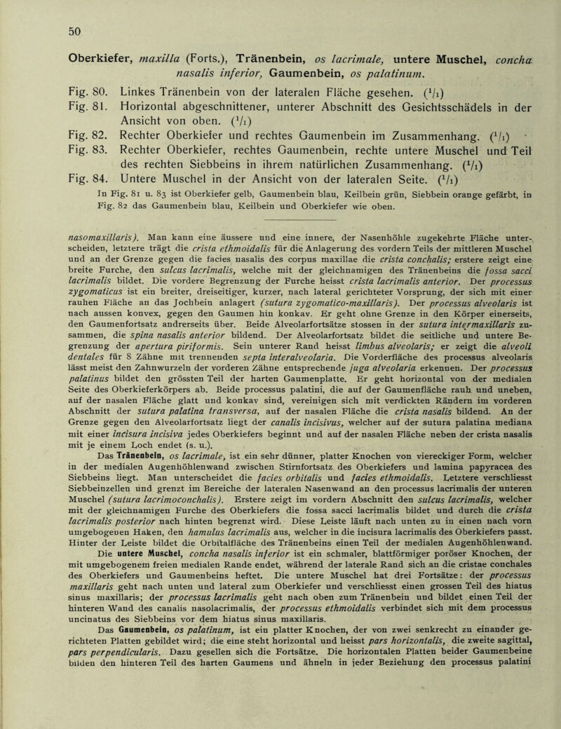 Oberkiefer, maxilla (Forts.), Tränenbein, os lacrimale, untere Muschel, concha nasalis inferior, Gaumenbein, os palatinum. Fig. 00 © Fig. 00 Fig. cvi 00 Fig. 83. Fig. 00 Linkes Tränenbein von der lateralen Fläche gesehen. (fh) Horizontal abgeschnittener, unterer Abschnitt des Gesichtsschädels in der Ansicht von oben. (7i) Rechter Oberkiefer und rechtes Gaumenbein im Zusammenhang, (fl 1) Rechter Oberkiefer, rechtes Gaumenbein, rechte untere Muschel und Teil des rechten Siebbeins in ihrem natürlichen Zusammenhang. (7i) Untere Muschel in der Ansicht von der lateralen Seite. (Vi) In Fig. 81 u. 83 ist Oberkiefer gelb, Gaumenbein blau, Keilbein grün, Siebbein orange gefärbt, in Fig. 82 das Gaumenbein blau, Keilbein und Oberkiefer wie oben. nasomaxillaris). Man kann eine äussere und eine innere, der Nasenhöhle zugekehrte Fläche unter- scheiden, letztere trägt die crista ethmoidalis für die Anlagerung des vordem Teils der mittleren Muschel und an der Grenze gegen die facies nasalis des corpus maxillae die crista conchalis; erstere zeigt eine breite Furche, den sutcus lacrimalis, welche mit der gleichnamigen des Tränenbeins die fossa sacci lacrimalis bildet. Die vordere Begrenzung der Furche heisst crista lacrimalis anterior. Der processus zygomaticus ist ein breiter, dreiseitiger, kurzer, nach lateral gerichteter Vorsprung, der sich mit einer rauhen Fläche an das Jochbein anlagert (sutura zygomatico-maxillaris). Der processus alveolaris ist nach aussen konvex, gegen den Gaumen hin konkav. Er geht ohne Grenze in den Körper einerseits, den Gaumenfortsatz andrerseits über. Beide Alveolarfortsätze stossen in der sutura inter maxillaris zu- sammen, die spina nasalis anterior bildend. Der Alveolarfortsatz bildet die seitliche und untere Be- grenzung der apertura piriformis. Sein unterer Rand heisst Umbus alveolaris; er zeigt die alveoli dentales für 8 Zähne mit trennenden septa interalveolaria. Die Vorderfläche des processus alveolaris lässt meist den Zahnwurzeln der vorderen Zähne entsprechende juga alveolaria erkennen. Der processus palatinus bildet den grössten Teil der harten Gaumenplatte. Er geht horizontal von der medialen Seite des Oberkieferkörpers ab. Beide processus palatini, die auf der Gaumenfläche rauh und uneben, auf der nasalen Fläche glatt und konkav sind, vereinigen sich mit verdickten Rändern im vorderen Abschnitt der sutura palatina transversa, auf der nasalen Fläche die crista nasalis bildend. An der Grenze gegen den Alveolarfortsatz liegt der canalis incisivus, welcher auf der sutura palatina mediana mit einer inCisura incisiva jedes Oberkiefers beginnt und auf der nasalen Fläche neben der crista nasalis mit je einem Loch endet (s. u.). Das Tränenbeln, os lacrimale, ist ein sehr dünner, platter Knochen von viereckiger Form, welcher in der medialen Augenhöhlenwand zwischen Stirnfortsatz des Oberkiefers und lamina papyracea des Siebbeins liegt. Man unterscheidet die facies orbitalis und facies ethmoidalis. Letztere verschliesst Siebbeinzellen und grenzt im Bereiche der lateralen Nasenwand an den processus lacrimalis der unteren Muschel (sutura lacrimoconchalis). Erstere zeigt im vordem Abschnitt den sulcus lacrimalis, welcher mit der gleichnamigen Furche des Oberkiefers die fossa sacci lacrimalis bildet und durch die crista lacrimalis posterior nach hinten begrenzt wird. Diese Leiste läuft nach unten zu in einen nach vorn umgebogeDen Haken, den hamulus lacrimalis aus, welcher in die iucisura lacrimalis des Oberkiefers passt. Hinter der Leiste bildet die OrbitalfJäche des Tränenbeins einen Teil der medialen Augenhöhlenwand. Die untere Muschel, concha nasalis inferior ist ein schmaler, blattförmiger poröser Knochen, der mit umgebogenem freien medialen Rande endet, während der laterale Rand sich an die cristae conchales des Oberkiefers und Gaumenbeins heftet. Die untere Muschel hat drei Fortsätze: der processus maxillaris geht nach unten und lateral zum Oberkiefer und verschliesst einen grossen Teil des hiatus sinus maxillaris; der processus lacrimalis geht nach oben zum Tränenbein und bildet einen Teil der hinteren Wand des canalis nasolacrimalis, der processus ethmoidalis verbindet sich mit dem processus uncinatus des Siebbeins vor dem hiatus sinus maxillaris. Das Gaumenbein, os palatinum, ist ein platter Knochen, der von zwei senkrecht zu einander ge- richteten Platten gebildet wird; die eine steht horizontal und heisst pars horizontalis, die zweite sagittal, pars perpendicularis. Dazu gesellen sich die Fortsätze. Die horizontalen Platten beider Gaumenbeine bilden den hinteren Teil des harten Gaumens und ähneln in jeder Beziehung den processus palatini