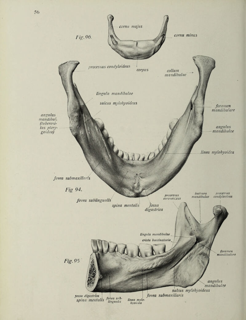 cornu majus angulus mandibulae Jossa digastrlca ' ; spinn mentalis foJ^usa'ps' linea mylo- hyoidea submaxillaris mylohyoideus Fig. 95 fornmen mandibulare Fig. 96. cornu minus processus condyloideus corpus collum mandibulae angulus mandibul. (tuberosi- tas ptery- goidca) hngnln mandibulae sulcas mylohyoideus fovea submaxillaris Fig 94. fovea sublingualis processus coronoideus spina mentalis fossa digastrica fornmen mandibulare angulus mandibulae linea mylohyoidca incisura processus mandibulae condyloideus lingula mandibulae