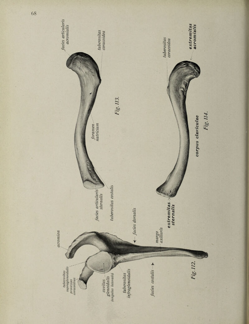 acromion corpus c/av/cu/ae