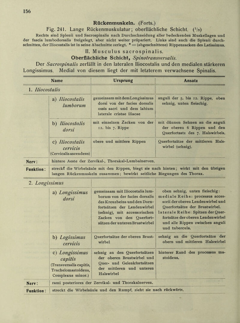 Rückenmuskeln. (Forts.) Fig. 241. Lange Rückenmuskulatur; oberflächliche Schicht. (Vs) Rechts sind Splenii und Sacrospinalis nach Durchschneidung aller bedeckenden Muskellagen und der fascia lumbodorsalis freigelegt, aber nicht weiter präpariert. Links sind auch die Splenii durch- schnitten, der Iliocostalis ist in seine Abschnitte zerlegt. * = (abgeschnittene) Rippenzacken des Latissimus. II. Musculus sacrospinalis. Oberflächliche Schicht, Spinotransversalis. Der Sacrospinalis zerfällt in den lateralen Iliocostalis und den medialen stärkeren Longissimus. Medial von diesem liegt der mit letzterem verwachsene Spinalis. Name Ursprung Ansatz 1. Iliocostalis a) Iliocostalis lumborum gemeinsam mitdemLongissimus dorsi von der facies dorsalis ossis sacri und dem labium laterale cristae iliacae anguli der 5. bis 12. Rippe, oben sehnig, unten fleischig. b) Iliocostalis dorsi mit einzelnen Zacken von der 12. bis 7. Rippe mit dünnen Sehnen an die anguli der oberen 6 Rippen und den Querfortsatz des 7. Halswirbels. c) Iliocostalis cervicis (Cervicalisascendens) obere und mittlere Rippen Querfortsätze der mittleren Hals- wirbel (sehnig). Nerv: hintere Aeste der Zervikal-, Thorakal-Lumbalnerven. Funktion: streck! die Wirbelsäule mit deu Rippen, biegt sie nach hinten; wirkt mit den übrigen langen Rückenmuskeln zusammen; bewirkt seitliche Biegungen des Thorax. 2. Longissimus a) Longissimus dorsi gemeinsam mit Iliocostalis lum- borum von der facies dorsalis des Kreuzbeins und den Dorn- fortsätzen der Lendenwirbel (sehnig), mit accessorischen Zacken von den Querfort- sätzen der u nteren Brustwirbel oben sehnig, unten fleischig: mediale Reihe: processus acces- sorii der oberen Lendenwirbel und Querfortsätze der Brustwirbel, laterale Reihe: Spitzen der Quer- fortsätze der oberen Lendenwirbel und alle Rippen zwischen anguli und tubercula. b) Logissimus cervicis Querfortsätze der oberen Brust- wirbel sehnig an die Querfortsätze der obern und mittleren Halswirbel c) Longissimus capitis (Transversalis capitis, Trachelomastoideus, Complexus minor.) sehnig an den Querfortsätzen der oberen Brustwirbel und Quer- und Gelenkfortsätzen der mittleren und unteren Halswirbel hinterer Rand des processus ma- stoideus. Nerv: rami posteriores der Zervikal- und Thorakalnerven. Funktion : j streckt die Wirbelsäule und den Rumpf, zieht sie nach rückwärts.