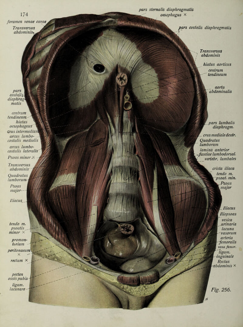 foramen venae cavaet Transversus abdominisy. pars sternalis diaphragmatis pars costalisi diaphrag- matis centrum tendineum- hiatus oesophageuS crus intermedtmi arcus lumbo- - costalis medialis arcus lumbo- costalis lateralis Psoas minor X - Transversus abdominis Quadratus lumborum Psoas major- Iliacus__ tendo m psoatis minor x pars costalis diaphragmatis Transversus / abdominis hiatus aorticus centrum ■ tendineum aorta I abdominalis 1 //. w/m pars lumbalis diaphragm. crus mediale dex.tr. Quadratus lumborum lamina anterior :^fasciae lumbodorsal. vertebr. lumbales promon- torium - peritonaeum ^ ' ft rectum x pecten ossis pubis- ligam. lacunare crista iliaca tendo m. psoat. min. Psoas tnajor lliacus Iliopsoas vesica airinaria lacuna 'vasorurn arteria ;femoralis vena femor. ligam. inguinale Redus abdominis x