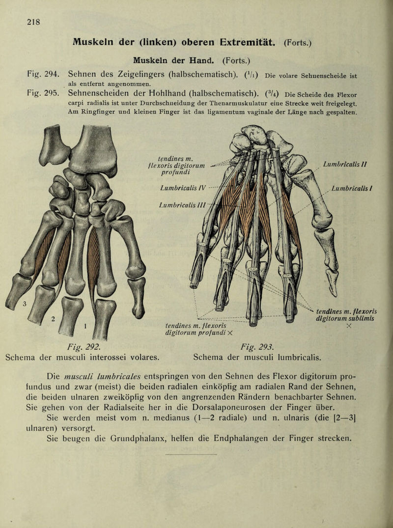Muskeln der (linken) oberen Extremität. (Forts.) Muskeln der Hand. (Forts.) Fig. 294. Sehnen des Zeigefingers (halbschematisch). (Vi) Die volare Sehnenscheide ist als entfernt angenommen. Fig. 295. Sehnenscheiden der Hohlhand (halbschematisch). (3U) Die Scheide des Flexor carpi radialis ist unter Durchschneidung der Thenarmuskulatur eine Strecke weit freigelegt. Am Ringfinger und kleinen Finger ist das ligamentum vaginale der Länge nach gespalten. tendines m. flexoris digitorum profundi Lumbricalis IV Lumbricalis III Lumbricalis II Lumbricalis I tendines m. flexoris digitorum profundi X tendines m. flexoris digitorum sublimis Fig. 292. Schema der musculi interossei volares. Fig. 293. Schema der musculi lumbricalis. Die musculi lumbricales entspringen von den Sehnen des Flexor digitorum pro- fundus und zwar (meist) die beiden radialen einköpfig am radialen Rand der Sehnen, die beiden ulnaren zweiköpfig von den angrenzenden Rändern benachbarter Sehnen. Sie gehen von der Radialseite her in die Dorsalaponeurosen der Finger über. Sie werden meist vom n. medianus (1—2 radiale) und n. ulnaris (die [2—3] ulnaren) versorgt. Sie beugen die Grundphalanx, helfen die Endphalangen der Finger strecken.