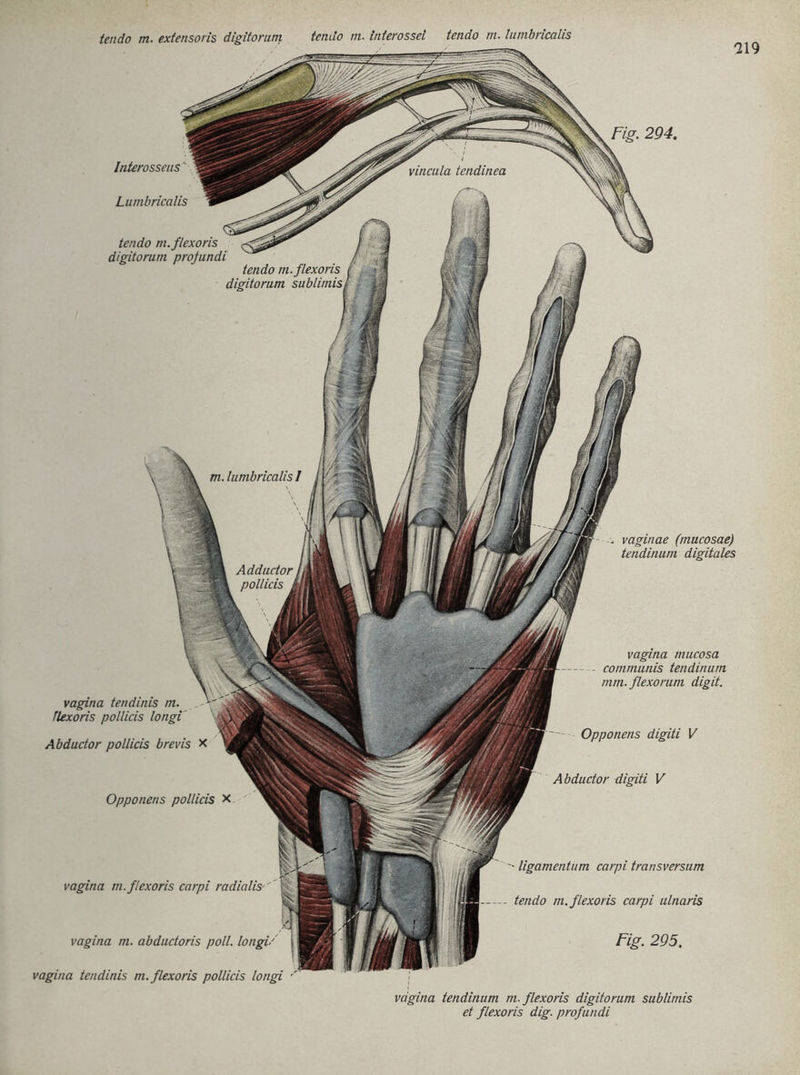 vincula tendinea m. lumbrlcalis 1 Adductor pollicis i tendo m. extensoris digitorum tendo m. Interossel tendo m. lumbricalis Fig. 294. Interossens Lumbricalis tendo m.flexoris digitorum projundi tendo m.flexoris j digitorum sublimisl j vaginae (mucosae) tendinum digitales vagina tendinis m. Jlexoris pollicis longi Abductor pollicis brevis X Opponens pollicis x vagina m.flexoris carpi radialis- V vagina m. abdudoris poll. longi/ vagina tendinis m.flexoris pollicis longi •' vagina mucosa communis tendinum mm. flexorum digit. ■— Opponens digiti V Abductor digiti V • ligamentum carpi transversum tendo m.flexoris carpi ulnaris Fig. 295. vagina tendinum m.flexoris digitorum sublimis et flexoris dig. profundi