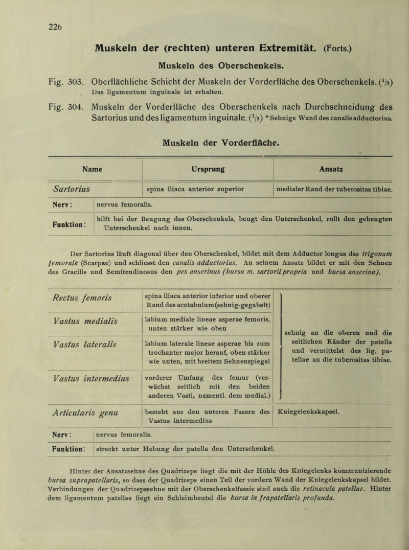 Muskeln der (rechten) unteren Extremität. (Forts.) Muskeln des Oberschenkels. Fig. 303. Oberflächliche Schicht der Muskeln der Vorderfläche des Oberschenkels. (x/3) Das ligamentum inguinale ist erhalten. Fig. 304. Muskeln der Vorderfläche des Oberschenkels nach Durchschneidung des Sartorius und des ligamentum inguinale. (x/3) * Sehnige Wand des canalisadductorius. Muskeln der Vorderfläche. Name Ursprung Ansatz Sartorius spina iliaca anterior superior medialer Rand der tuberositas tibiae. Nerv: nervus femoralis. Funktion: hilft bei der Beugung des Oberschenkels, beugt den Unterschenkel, rollt den gebeugten Unterschenkel nach innen. Der Sartorius läuft diagonal über den Oberschenkel, bildet mit dem Adductor longus das trigonum jemorale (Scarpae) und schliesst den canalis adductorius. An seinem Ansatz bildet er mit den Sehnen des Gracilis und Semitendinosus den pes anserinus (bursa m. sartorii propria und bursa anserina). Rectus femoris spina iliaca anterior inferior und oberer Rand des acetabulum (sehnig-gegabelt) sehnig an die oberen und die seitlichen Ränder der patella und vermittelst des lig. pa- tellae an die tuberositas tibiae. Vastus medialis labium mediale lineae asperae femoris, unten stärker wie oben Vastus lateralis labium laterale lineae asperae bis zum trochanter major herauf, oben stärker wie unten, mit breitem Sehnenspiegel Vastus intermedius vorderer Umfang des femur (ver- wächst seitlich mit den beiden anderen Vasti, namentl. dem medial.) Articularis genu besteht aus den unteren Fasern des Vastus intermedius Kniegelenkskapse). Nerv : nervus femoralis. Funktion: streckt unter Hebung der patella den Unterschenkel. Hinter der Ansatzsehne des Quadrizeps liegt die mit der Höhle des Kniegelenks kommunizierende bursa suprapatellaris, so dass der Quadrizeps einen Teil der vordem Wand der Kniegelenkskapsel bildet. Verbindungen der Quadrizepssehne mit der Oberschenkelfaszie sind auch die retinacula patellae. Hinter dem ligamentum patellae liegt ein Schleimbeutel die bursa in frapatellaris profunda.