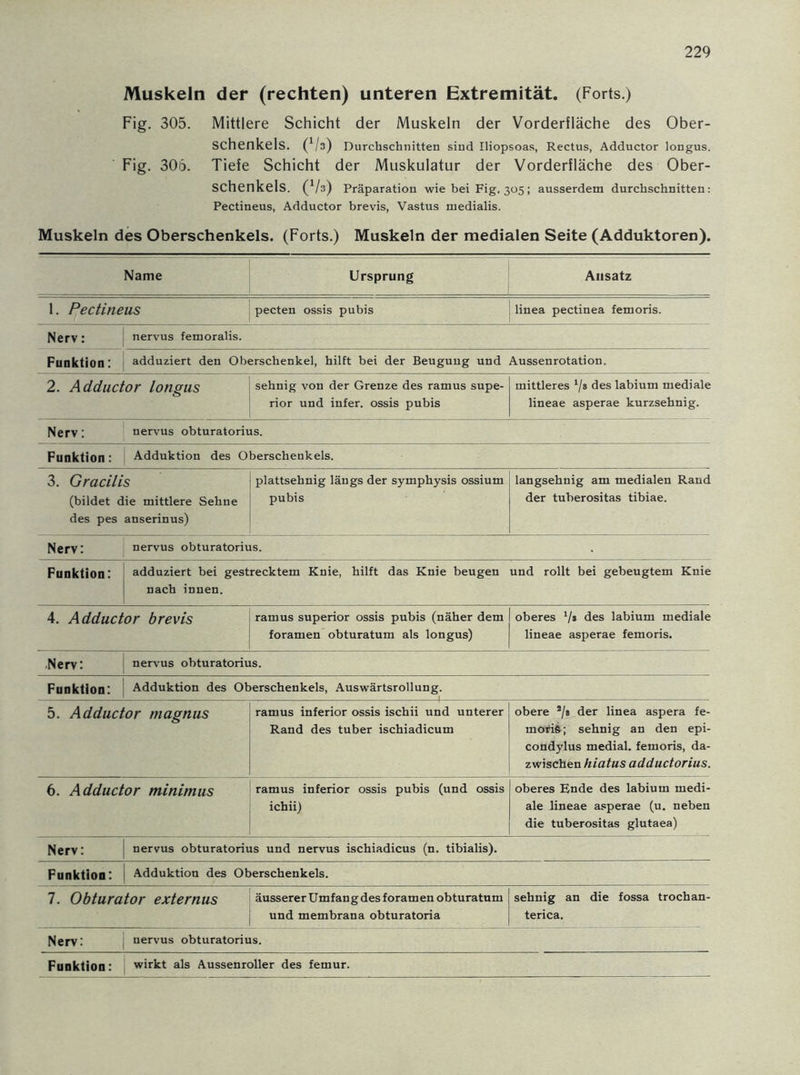 Muskeln der (rechten) unteren Extremität. (Forts.) Fig. 305. Mittlere Schicht der Muskeln der Vorderfläche des Ober- schenkels. (1/s) Durchschnitten sind Iliopsoas, Rectus, Adductor longus. Fig. 306. Tiefe Schicht der Muskulatur der Vorderfläche des Ober- schenkels. (Vs) Präparation wie bei Fig. 305; ausserdem durchschnitten: Pectineus, Adductor brevis, Vastus medialis. Muskeln des Oberschenkels. (Forts.) Muskeln der medialen Seite (Adduktoren). Name Ursprung Ansatz 1. Pectineus pecten ossis pubis linea pectinea femoris. Nerv: nervus femoralis. Funktion: adduziert den Oberschenkel, hilft bei der Beugung und Aussenrotation. 2. Adductor longus sehnig von der Grenze des ramus supe- rior und infer. ossis pubis mittleres 7» des labium mediale lineae asperae kurzsehnig. Nerv: nervus obturatorius. Funktion: ! Adduktion des Oberschenkels. 3. Gracilis (bildet die mittlere Sehne des pes anserinus) plattsehnig längs der symphysis ossium pubis langsehnig am medialen Rand der tuberositas tibiae. Nerv: nervus obturatorius. Funktion: adduziert bei gestrecktem Knie, hilft das Knie beugen und rollt bei gebeugtem Knie nach innen. 4. Adductor brevis ramus superior ossis pubis (näher dem 1 oberes 7* des labium mediale foramen obturatum als longus) | lineae asperae femoris. .Nerv: | nervus obturatorius. Funktion: Adduktion des Oberschenkels, Auswärtsrollung. 5. Adductor magnus ramus inferior ossis ischii und unterer Rand des tuber ischiadicum obere */* der linea aspera fe- moris; sehnig an den epi- condylus medial, femoris, da- zwischen hiatus adductorius. 6. Adductor minimus ramus inferior ossis pubis (und ossis ichii) oberes Ende des labium medi- ale lineae asperae (u. neben die tuberositas glutaea) Nerv: nervus obturatorius und nervus ischiadicus (n. tibialis). Funktion: Adduktion des Oberschenkels. 7. Obturator externus äusserer Umfang des foramen obturatum und membrana obturatoria sehnig an die fossa trochan- terica. Nerv: \ nervus obturatorius. Funktion: wirkt als Aussenroller des femur.