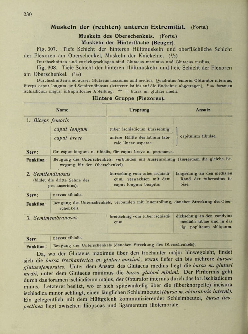 Muskeln der (rechten) unteren Extremität. (Forts.) Muskeln des Oberschenkels. (Forts.) Muskeln der Hinterfläche (Beuger). Fig. 307. Tiefe Schicht der hinteren Hüftmuskeln und oberflächliche Schicht der Flexoren am Oberschenkel, Muskeln der Kniekehle. (Vs) Durchschnitten und zurückgeschlagen sind Glutaeus maxiruus und Glutaeus medius. Fig. 308. Tiefe Schicht der hinteren Hüftmuskeln und tiefe Schicht der Flexoren am Oberschenkel. (Vs) Durchschnitten sind ausser Glutaeus tnaxiinus und medius, Quadratus femoris, Obturator internus, Biceps caput longum und Semitendinosus (letzterer ist bis auf die Endsehne abgetragen). * = foramen ischiadicum majus, infrapiriforme Abteilung. ** = bursa m. glutaei medii. Hintere Gruppe (Flexoren). Name Ursprung Ansatz 1. Biceps femoris caput longum tuber ischiadicum kurzsehnig 1 caput breve untere Hälfte des labium late- rale lineae asperae j capitulum fibulae. Nerv: für caput longum n. tibialis, für caput breve u. peronaeus. Funktion: Beugung des Unterschenkels, verbunden mit Aussenrollung (ausserdem die gleiche Be- wegung für den Oberschenkel). 2. Semitendinosus (bildet die dritte Sehne des pes anserinus). kurzsehnig vom tuber ischiadi- cum, verwachsen mit dem caput longum bicipitis langsehnig an den medialen Rand der tuberositas ti- biae. Nerv: nervus tibialis. Funktion: Beugung des Unterschenkels, verbunden mit Innenrollung, Schenkels. daneben Streckung des Ober- 3. Semimembranosus breitsehnig vom tuber ischiadi- cum dicksehnig an den condylus medialis tibiae und in das lig. popliteum obliquum. Nerv: nervus tibialis. Beugung des Unterschenkels (daneben Streckung des Oberschenkels). Da, wo der Glutaeus maximus über den trochanter major hinwegzieht, findet sich die bursa trochanterica m. glutaei maximi; etwas tiefer ein bis mehrere bursae glutaeofemorales. Unter dem Ansatz des Glutaeus medius hegt die bursa m. glutaei medii, unter dem Glutaeus minimus die bursa glutaei minimi. Der Piriformis geht durch das foramen ischiadicum majus, der Obturator internus durch das for. ischiadicum minus. Letzterer besitzt, wo er sich spitzwinkelig über die (überknorpelte) incisura ischiadica minor schlingt, einen länglichen Schleimbeutel (bursa m. obturatoris interni). Ein gelegentlich mit dem Hüftgelenk kommunizierender Schleimbeutel, bursa ileo- pectinea hegt zwischen Iliopsoas und ligamentum iliofemorale.