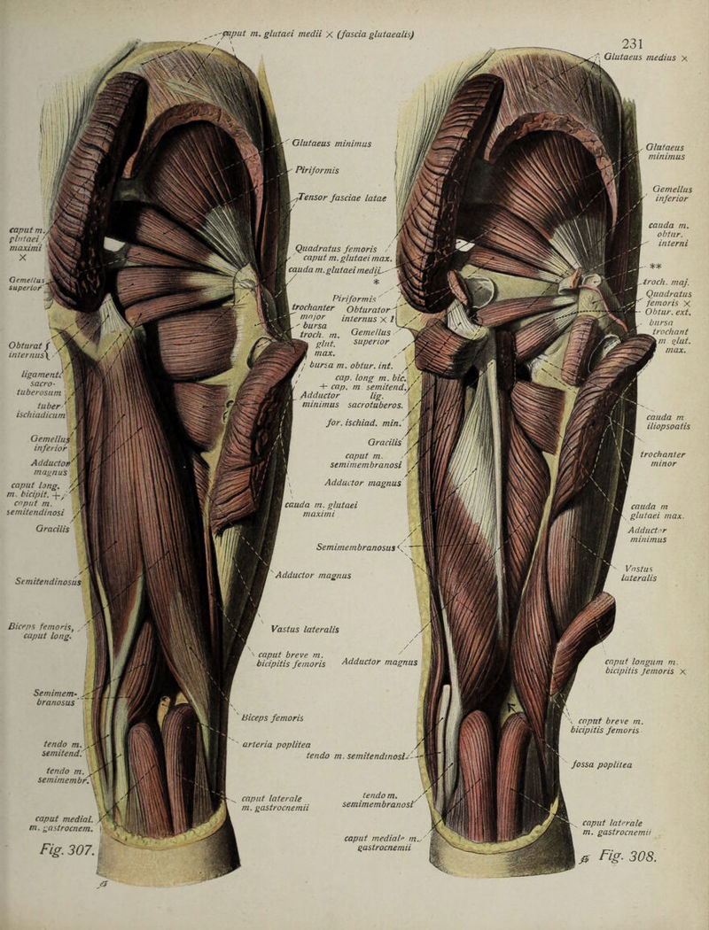 ,caput m. glutaei medii X (fascia glutaealis) / ' /V \ 231 Glutaeus medius x m. bicipit. -j-y cnput m. semitendinosi Glutaeus minimus / Piriformis fTensor fasciae latae Quadratus femoris / /' caput m. glutaei max, cauda m. glutaei mediL~- / * Piriformis trochanter Obturator' nm/or internus x 1 troch. ni. GemeHus glnt. Superior max. bursa m. obtur. int. cap. long m. bic. , + cap. rn semitend./ Adductor lig. j minimus sacrotuberos. A for. ischiad. min.'; Gracilis caput m. semimembranosi Adductor magnus cauda m. glutaei maximi Semimembranosus c. Biceps femoris, caput long. Semimem- branosus tendo m. ji semitend. \1 tendo m. semimembr. Adductor magnus Vastus lateralis caput breve m. bicipitis femoris Adductor magnus arteria poplitea / tendo m. semitendinost/-%>. Glutaeus minimus Gemellus inferior caput laterale m. gastrocnemii caput medial. i. gastrocnem. Fig. 307. tendo m. semimembranosi' caput medial» m. gastrocnemii caput longum m. bicipitis femoris X , caput breve m. bicipitis femoris caput laterale m. gastrocnemii 0 Fig. 308. i0