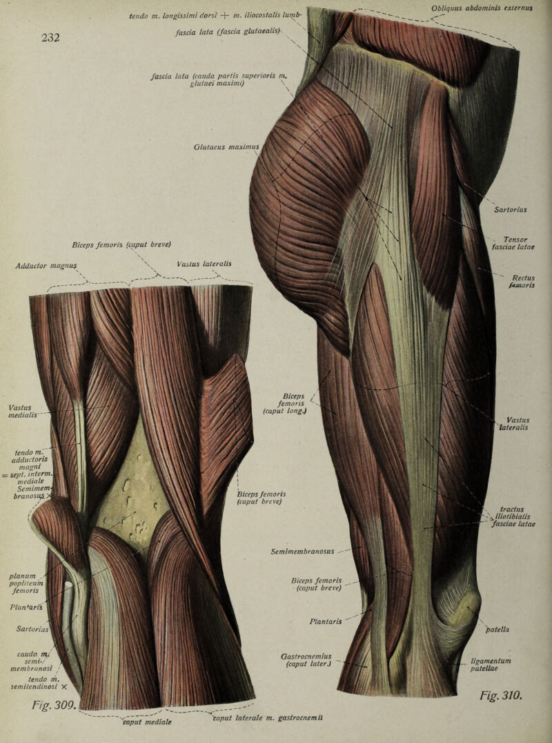 Olutaeus rnaximus tendo m. longissimi dorsi -f- m. iliocostalis lurnb- fascia lata (fascia glutaealisf fascia lata (cauda partis superioris in. glutaei maximi) Sartorius Semimembranosus - Biceps femoris (caput breve) Plantaris Obliquus abdominis exlernus Biceps femoris (caput breve) \ Adductor magnug \ Vastus lateralis Vastus lateralis tractus iliotibialis fasciae latae Tensor fasciae latae Rectus femoris Vastus medialis Biceps femoris (caput long.) Biceps femoris (caput breve) tendo m. adductoris magni — sept■ intern mediale Semimem 'patella Sartorius cauda m/ semi-/ membranosi tendo m. semitendinosi X Fig. 309. planum popliteum femoris Plan'aris Gastrocnemius (caput later.) ligamentum patellae Fig. 310. caput mediale 'caput laterale m. gastrocnemil
