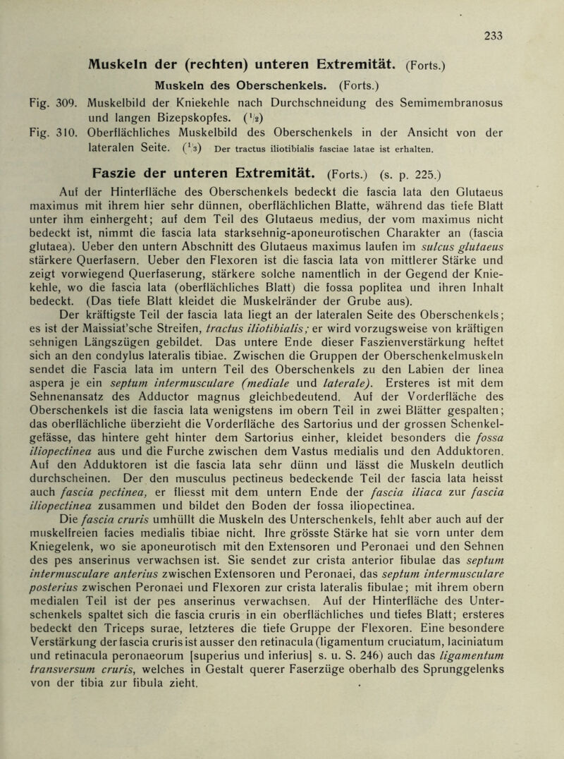 Muskeln der (rechten) unteren Extremität. (Forts.) Muskeln des Oberschenkels. (Forts.) Fig. 309. Muskelbild der Kniekehle nach Durchschneidung des Semimembranosus und langen Bizepskopfes. (V2) Fig. 310. Oberflächliches Muskelbild des Oberschenkels in der Ansicht von der lateralen Seite. (! 3) Der tractus iliotibialis fasciae latae ist erhalten. Faszie der unteren Extremität. (Forts.) (s. p. 225.) Auf der Hinterfläche des Oberschenkels bedeckt die fascia lata den Glutaeus maximus mit ihrem hier sehr dünnen, oberflächlichen Blatte, während das tiefe Blatt unter ihm einhergeht; auf dem Teil des Glutaeus medius, der vom maximus nicht bedeckt ist, nimmt die fascia lata starksehnig-aponeurotischen Charakter an (fascia glutaea). Ueber den untern Abschnitt des Glutaeus maximus laufen im sulcus glutaeus stärkere Querfasern. Ueber den Flexoren ist die fascia lata von mittlerer Stärke und zeigt vorwiegend Querfaserung, stärkere solche namentlich in der Gegend der Knie- kehle, wo die fascia lata (oberflächliches Blatt) die fossa poplitea und ihren Inhalt bedeckt. (Das tiefe Blatt kleidet die Muskelränder der Grube aus). Der kräftigste Teil der fascia lata liegt an der lateralen Seite des Oberschenkels; es ist der Maissiat’sche Streifen, tractus iliotibialis; er wird vorzugsweise von kräftigen sehnigen Längszügen gebildet. Das untere Ende dieser Faszienverstärkung heftet sich an den condylus lateralis tibiae. Zwischen die Gruppen der Oberschenkelmuskeln sendet die Fascia lata im untern Teil des Oberschenkels zu den Labien der linea aspera je ein septum intermusculare (mediale und laterale). Ersteres ist mit dem Sehnenansatz des Adductor magnus gleichbedeutend. Auf der Vorderfläche des Oberschenkels ist die fascia lata wenigstens im obern Teil in zwei Blätter gespalten; das oberflächliche überzieht die Vorderfläche des Sartorius und der grossen Schenkel- gefässe, das hintere geht hinter dem Sartorius einher, kleidet besonders die fossa iliopectinea aus und die Furche zwischen dem Vastus medialis und den Adduktoren. Auf den Adduktoren ist die fascia lata sehr dünn und lässt die Muskeln deutlich durchscheinen. Der den musculus pectineus bedeckende Teil der fascia lata heisst auch fascia pectinea, er fliesst mit dem untern Ende der fascia iliaca zur fascia iliopectinea zusammen und bildet den Boden der fossa iliopectinea. Die fascia cruris umhüllt die Muskeln des Unterschenkels, fehlt aber auch auf der muskelfreien facies medialis tibiae nicht. Ihre grösste Stärke hat sie vorn unter dem Kniegelenk, wo sie aponeurotisch mit den Extensoren und Peronaei und den Sehnen des pes anserinus verwachsen ist. Sie sendet zur crista anterior fibulae das septum intermusculare anterius zwischen Extensoren und Peronaei, das septum intermusculare posterius zwischen Peronaei und Flexoren zur crista lateralis fibulae; mit ihrem obern medialen Teil ist der pes anserinus verwachsen. Auf der Hinterfläche des Unter- schenkels spaltet sich die fascia cruris in ein oberflächliches und tiefes Blatt; ersteres bedeckt den Triceps surae, letzteres die tiefe Gruppe der Flexoren. Eine besondere Verstärkung der fascia cruris ist ausser den retinacula (ligamentum cruciatum, laciniatum und retinacula peronaeorum [superius und inferius] s. u. S. 246) auch das ligamentum transversum cruris, welches in Gestalt querer Faserzüge oberhalb des Sprunggelenks von der tibia zur fibula zieht.