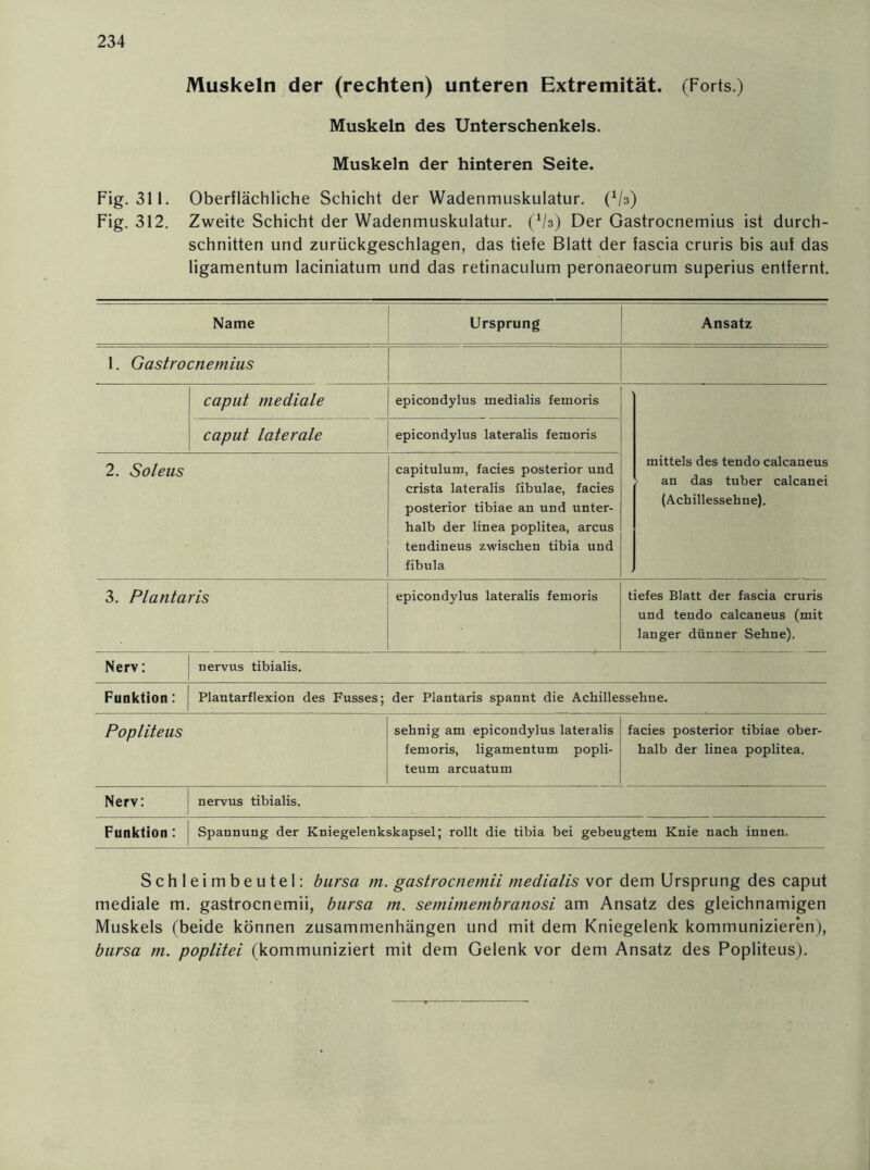 Muskeln der (rechten) unteren Extremität. (Forts.) Muskeln des Unterschenkels. Muskeln der hinteren Seite. Fig. 311. Oberflächliche Schicht der Wadenmuskulatur. (Vs) Fig. 312. Zweite Schicht der Wadenmuskulatur. (Vs) Der Gastrocnemius ist durch- schnitten und zurückgeschlagen, das tiefe Blatt der fascia cruris bis auf das ligamentum laciniatum und das retinaculum peronaeorum superius entfernt. Name Ursprung Ansatz 1. Gastrocnemius caput mediale epicondylus medialis femoris mittels des tendo calcaneus an das tuber calcanei (Achillessehne). caput laterale epicondylus lateralis femoris 2. Soleus capitulum, facies posterior und crista lateralis fibulae, facies posterior tibiae an und unter- halb der linea poplitea, arcus tendineus zwischen tibia und fibula 3. Plantaris epicondylus lateralis femoris tiefes Blatt der fascia cruris und tendo calcaneus (mit langer dünner Sehne). Nerv: nervus tibialis. Funktion: Plantarflexion des Fusses; der Plantaris spannt die Achillessehne. Popliteus sehnig am epicondylus lateralis femoris, ligamentum popli- teum arcuatum facies posterior tibiae ober- halb der linea poplitea. Nerv: nervus tibialis. Funktion: Spannung der Kniegelenkskapsel; rollt die tibia bei gebeugtem Knie nach innen. Schleimbeutel: bursa m. gastrocnemii medialis vor dem Ursprung des caput mediale m. gastrocnemii, bursa m. semimembranosi am Ansatz des gleichnamigen Muskels (beide können Zusammenhängen und mit dem Kniegelenk kommunizieren), bursa m. poplitei (kommuniziert mit dem Gelenk vor dem Ansatz des Popliteus).