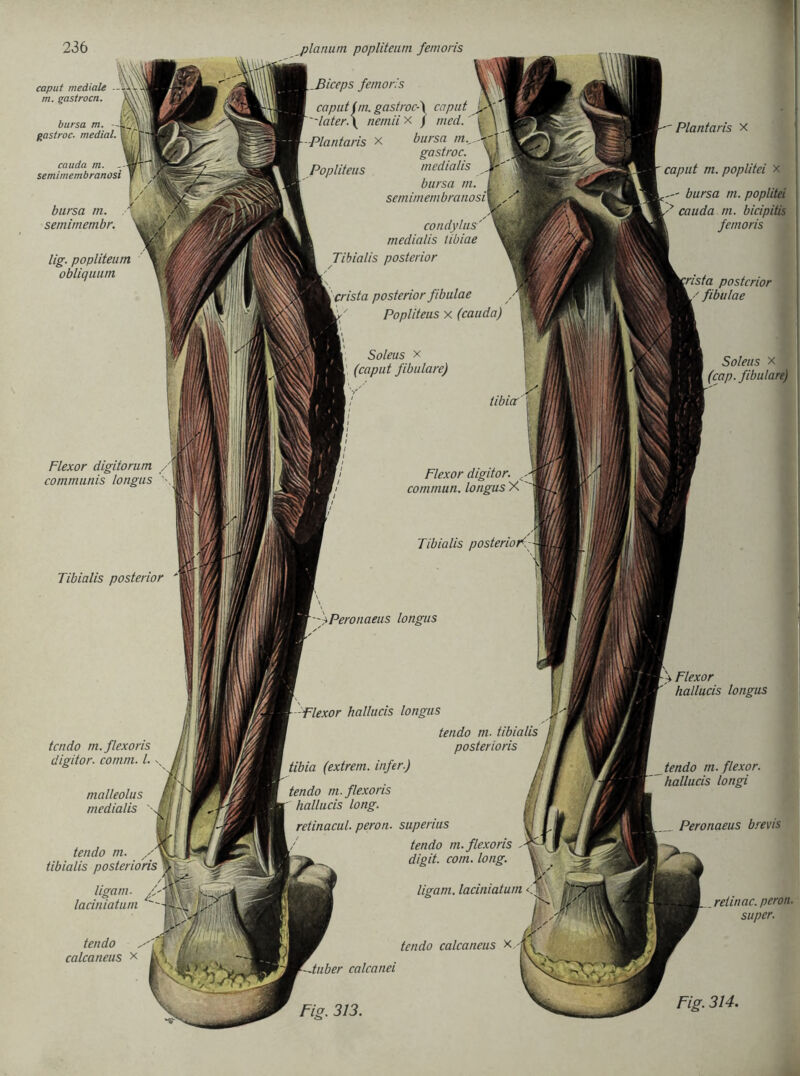 planum popliteum femoris caput mediale —\ m. gastrocn. m\a vJ bursa m. gastroc. medial, ty Ejr cauda m. semimembranosi bursa m. * semimembr. lig. popliteum obliquum Flexor digitorum /\ communis longus \ .ßiceps femoris caput im. gastrocA caput  later.\ nemii x / med. -Plantaris x bursa gastroc. bursa m. condylus medialis tibiae Tibialis posterior I crista posterior fibulae Popliteus x (cauda) Soleus x li Flexor digitor. commun. Tibialis Tibialis posterior 'fPeronaeus longus tcndo m.flexoris digitor. cornm. I. \ malleolus tendo m. tibialis posterioris ligam. laciniatum -Flexor hallucis longus tendo m. tibi posterioris tibia (extrem. infer.) tendo m.flexoris f hallucis long. retinacul. peron. superius / tendo m.flexoris digit. com. long. ligam. laciniatum tendo , calcaneus x tendo calcaneus x 4uber calcanei Fis. 313. bursa rn. poplitei cauda m. bicipitis femoris posterior fibulae Soleus x (cap. fibulare) hallucis longus relinac. peron. super. Fig. 314. tendo m. flexor. hallucis longi Peronaeus brevis Plantaris x