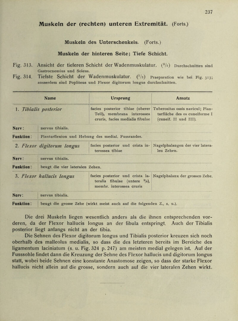 Muskeln der (rechten) unteren Extremität. (Forts.) Muskeln des Unterschenkels. (Forts.) Muskeln der hinteren Seite; Tiefe Schicht. Fig. 313. Ansicht der tieferen Schicht der Wadenmuskulatur. (V3) Durchschnitten sind Gastrocnemius und Soleus. Fig. 314. Tiefste Schicht der Wadenmuskulatur, (V3) praeparation wie bei Fig. 313; ausserdem sind Popliteus und Flexor digitorum longus durchschnitten. Name Ursprung Ansatz 1. Tibialis posterior facies posterior tibiae (oberer Teil), membrana interossea cruris, facies medialis fibulae Tuberositas ossis navicul; Plan- tarfläche des os cuneiforme I (cuneif. II und III). Nerv: nervus tibialis. Funktion : : Plantarflexion und Hebung des medial. Fussrandes. 2. Flexor digitorum longus facies posterior und crista in- terossea tibiae Nagelphalangen der vier latera- len Zehen. Nerv: nervus tibialis. Funktion: beugt die vier lateralen Zehen. 3. Flexor hallucis longus facies posterior und crista la- teralis fibulae (untere 2/s), membr. interossea cruris Nagelphalanx der grossen Zehe. Nerv: nervus tibialis. Funktion: beugt die grosse Zehe (wirkt meist auch auf die folgenden Z., s. u.). Die drei Muskeln liegen wesentlich anders als die ihnen entsprechenden vor- deren, da der Flexor hallucis longus an der fibula entspringt. Auch der Tibialis posterior liegt anfangs nicht an der tibia. Die Sehnen des Flexor digitorum longus und Tibialis posterior kreuzen sich noch oberhalb des malleolus medialis, so dass die des letzteren bereits im Bereiche des ligamentum laciniatum (s. u. Fig. 324 p. 247) am meisten medial gelegen ist. Auf der Fusssohle findet dann die Kreuzung der Sehne des Flexor hallucis und digitorum longus statt, wobei beide Sehnen eine konstante Anastomose zeigen, so dass der starke Flexor hallucis nicht allein auf die grosse, sondern auch auf die vier lateralen Zehen wirkt.