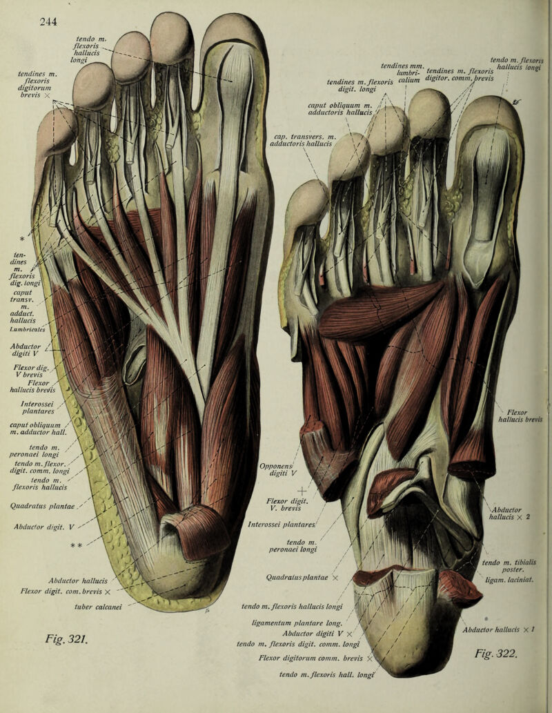 Fig. 321. tendo m.flexoris tendines mm. . hallucis tonrn lumbri- tendines m. ßexoris K tendines m.flexoris ealium digitor. comm digit. longi caput obliquum m. adductoris hallucis cap. transvers. m. adductoris hallucis tendo m. ßexoris hallucis longi Abductor hallucis Flexor digit. com. brevis X tuber calcanei  Opponensi digiti V tendines m. flexoris digitorum brevis X ten- dines m. caput transv. m. adduct. hallucis tendo m. peronaei longi tendo m.flexor. •' digit. comm. longi tendo m. flexoris hallucis Quadratus plantae X Abductor digit. V * * Flexor hallucis brevis Flexor digit. V. brevis Quadratus plantae X Abductor hallucis X 2 tendo m.flexoris hallucis longi ligamentum plantare long. Abductor digiti V X tendo m. flexoris digit. comm. longi Flexor digitorum comm. brevis Abductor hallucis X l Fig. 322. Abductor digiti V Flexor dig. V brevis Flexor hallucis lnterossei plantares lnterossei plantares,' tendo m. peronaei longi tendo m. tibialis poster. ligam. laciniat. tendo m.flexoris hall, longi!