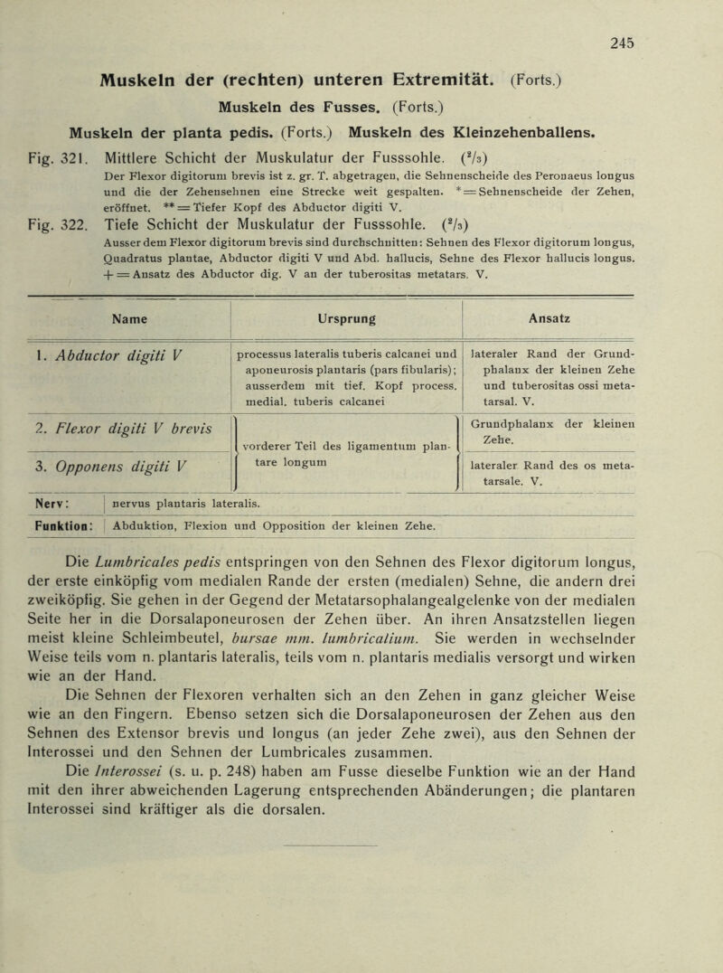 Muskeln der (rechten) unteren Extremität. (Forts.) Muskeln des Fusses. (Forts.) Muskeln der planta pedis. (Forts.) Muskeln des Kleinzehenballens. Fig. 321. Mittlere Schicht der Muskulatur der Fusssohle. (2h) Der Flexor digitorum brevis ist z. gr. T. abgetragen, die Sehnenscheide des Peronaeus longus und die der Zehensehnen eine Strecke weit gespalten. * = Sehnenscheide der Zehen, eröffnet. ** = Tiefer Kopf des Abductor digiti V. Fig. 322. Tiefe Schicht der Muskulatur der Fusssohle. (2A>) Ausserdem Flexor digitorum brevis sind durchschnitten: Sehnen des Flexor digitorum longus, Quadratus plantae, Abductor digiti V und Abd. hallucis, Sehne des Flexor hallucis longus. + = Ansatz des Abductor dig. V an der tuberositas metatars. V. Name Ursprung Ansatz 1. Abductor digiti V processus lateralis tuberis calcanei und aponeurosis plantaris (pars fibularis); ausserdem mit tief. Kopf process. medial, tuberis calcanei lateraler Rand der Grund- phalanx der kleinen Zehe und tuberositas ossi meta- tarsal. V. 2. Flexor digiti V brevis vorderer Teil des ligamentum plan- tare longum Grundphalanx der kleinen Zehe. 3. Opponens digiti V lateraler Rand des os rneta- tarsale. V. Nerv: nervus plantaris lateralis. Funktion: Abduktion, Flexion und Opposition der kleinen Zehe. Die Lumbricales pedis entspringen von den Sehnen des Flexor digitorum longus, der erste einköpfig vom medialen Rande der ersten (medialen) Sehne, die andern drei zweiköpfig. Sie gehen in der Gegend der Metatarsophalangealgelenke von der medialen Seite her in die Dorsalaponeurosen der Zehen über. An ihren Ansatzstellen liegen meist kleine Schleimbeutel, bursae mm. lumbricalium. Sie werden in wechselnder Weise teils vom n. plantaris lateralis, teils vom n. plantaris medialis versorgt und wirken wie an der Hand. Die Sehnen der Flexoren verhalten sich an den Zehen in ganz gleicher Weise wie an den Fingern. Ebenso setzen sich die Dorsalaponeurosen der Zehen aus den Sehnen des Extensor brevis und longus (an jeder Zehe zwei), aus den Sehnen der Interossei und den Sehnen der Lumbricales zusammen. Die Interossei (s. u. p. 248) haben am Fusse dieselbe Funktion wie an der Hand mit den ihrer abweichenden Lagerung entsprechenden Abänderungen; die plantaren Interossei sind kräftiger als die dorsalen.