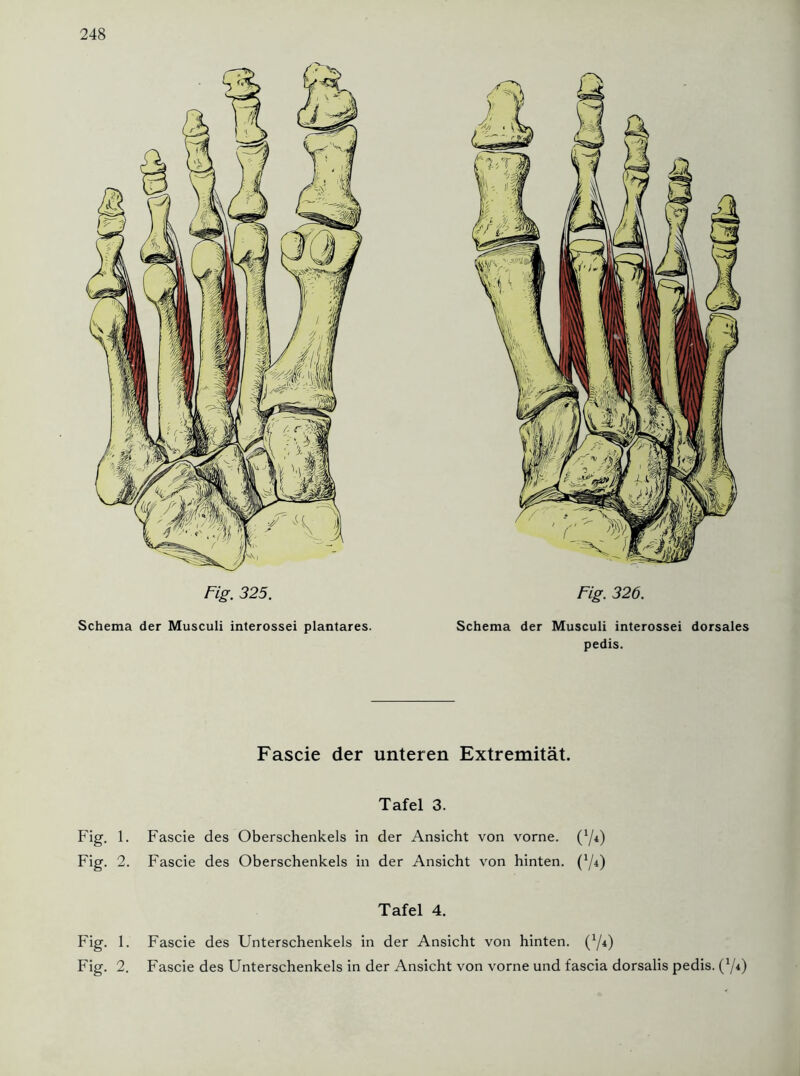 Fig. 326. Schema der Musculi interossei dorsales pedis. Fascie der unteren Extremität. Tafel 3. Fig. 1. Fascie des Oberschenkels in der Ansicht von vorne. (Y*) Fig. 2. Fascie des Oberschenkels in der Ansicht von hinten. (Y4) Tafel 4. Fig. 1. Fascie des Unterschenkels in der Ansicht von hinten. (Y*) Fig. 2. Fascie des Unterschenkels in der Ansicht von vorne und fascia dorsalis pedis. (Y<) . 1