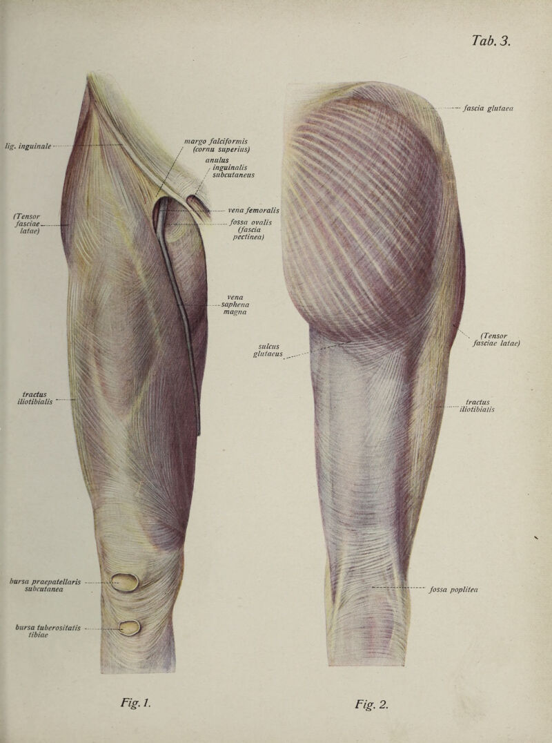 lig. inguinale (Tensor fasciae lalae) fascia glutaea (Tensor fasciae lalae) bursa praepatellaris subcutanea bursa tuberositatis tibiac Jossa poplitea