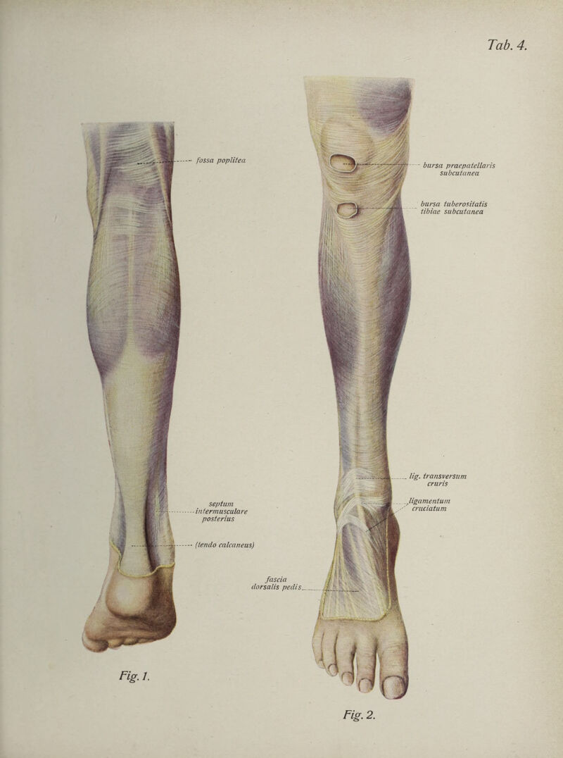 fossa poplitea septum ■ intermusculare posterius ■ (tendo calcaneus) fascia dorsalis pedis. Fig. 1. bursa praepatellaris subcutanea bursa tuberosifatis tibiae subcutanea iig. transversum cruris Ugamentum cruciatum