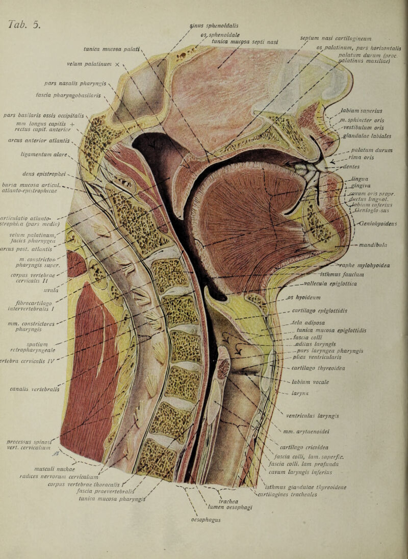 ■V;»' tunica mucosa palatis velum palatinuni x s S/nus sphenoidalis ' os/sphenoiclale tunica rnucpsa septi nasi pars nasalis pharyngis fascia pharyngobasilaris s \ pars basilaris ossis occipitalis mm longus capitis + rectus capit. anterior \ \ arcus anterior atlantis , f jSgg»‘*^2f ligamentum alare v rfens epistrophei - bnrsa mucosa articul. atlanto-epistrop/ucae articulatio atlanto- -  '%x strophiia (pars mcdia) M velum palatinum Jacies pharnygea J-r&i arcus post, atlantis ” m. constricto» ' pharyngis super. corpus vertebrae  cervicalis II uvuIa fibrocartilago ' inlervertebralis / mm. constridores pharyngis spatium retropharyngeale srtebra cervicalis IV canalis vertebralis septum nasi cartilngineum / os palatinum, pars horizontalis / palatum durum (proc ' '-.fpalatinus maxiliae) labium superius jn.sphincter <C» WhfrX^estibulum oris oris ^ \,glandulae labiales _ _ palatum durum rimn oris x jnvtim ons propr. 1 ßndus lingual, s^itrbium tnferius \J3enioglo sus «<* rdentes --lingun jos hyoideum - cartilago epiglottidis trachea prcces'us spinost cervicalium musculi nuchae radtces nervorum cervicalium Corpus vertebrae thoracalis f / fascia praevertebralif tunica mucosa pharyngif V -<ieniohyoideus i / '— mandibula >raphe mylohyoidca ist hm us faucium va/lecula epiglottica _ -tcla adiposa tunica mucosa epiglottidis __ fascia colli adiius laryngis -—pars laryngea pharyngis - phea ventricularis - cartilago thyreoidea - labium vocale - larynx ventriculus laryngis mm. arytaenoidei cartilago cricoidea fascia colli, lam. superfic. fascia colli, lam profunda cavum laryngis inferius ’isthmus gtandulae thyreoideae ncartitagines tracheales \ lumen oesophagi \ Oesophagus