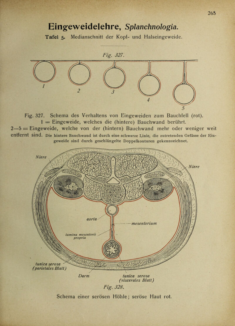 Eingeweidelehre, Splanchnologia. Tafel 5. Medianschnitt der Kopf- und Halseingeweide. Fig. 327. Fig. 327. Schema des Verhaltens von Eingeweiden zum Bauchfell (rot). 1 = Eingeweide, welches die (hintere) Bauchwand berührt. 2—5 = Eingeweide, welche von der (hintern) Bauchwand mehr oder weniger weit entfernt Sind. Die hintere Bauchwand ist durch eine schwarze Linie, die zutretenden Gefässe der Ein- geweide sind durch geschlängelte Doppelkonturen gekennzeichnet. Darm tunica serosa (viscerales Blatt) Fig. 328. Schema einer serösen Höhle; seröse Haut rot.